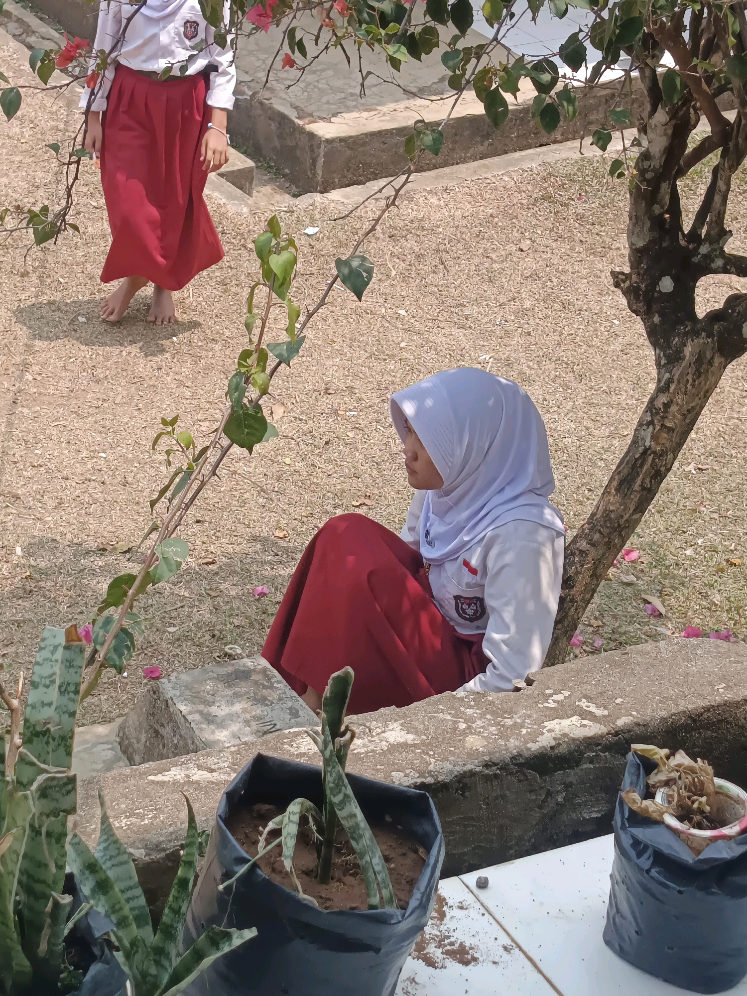 In Taba Tinggi, Indonesia, on a sunny day, a young student wearing a white school uniform shirt, a red skirt, and a white hijab sits near the base of a tree. Another student, also in a similar uniform, stands in the background. The ground is covered in small pebbles. In the foreground, potted plants are visible, one in a black plastic bag. The scene appears to be an outdoor area, possibly a schoolyard or park.