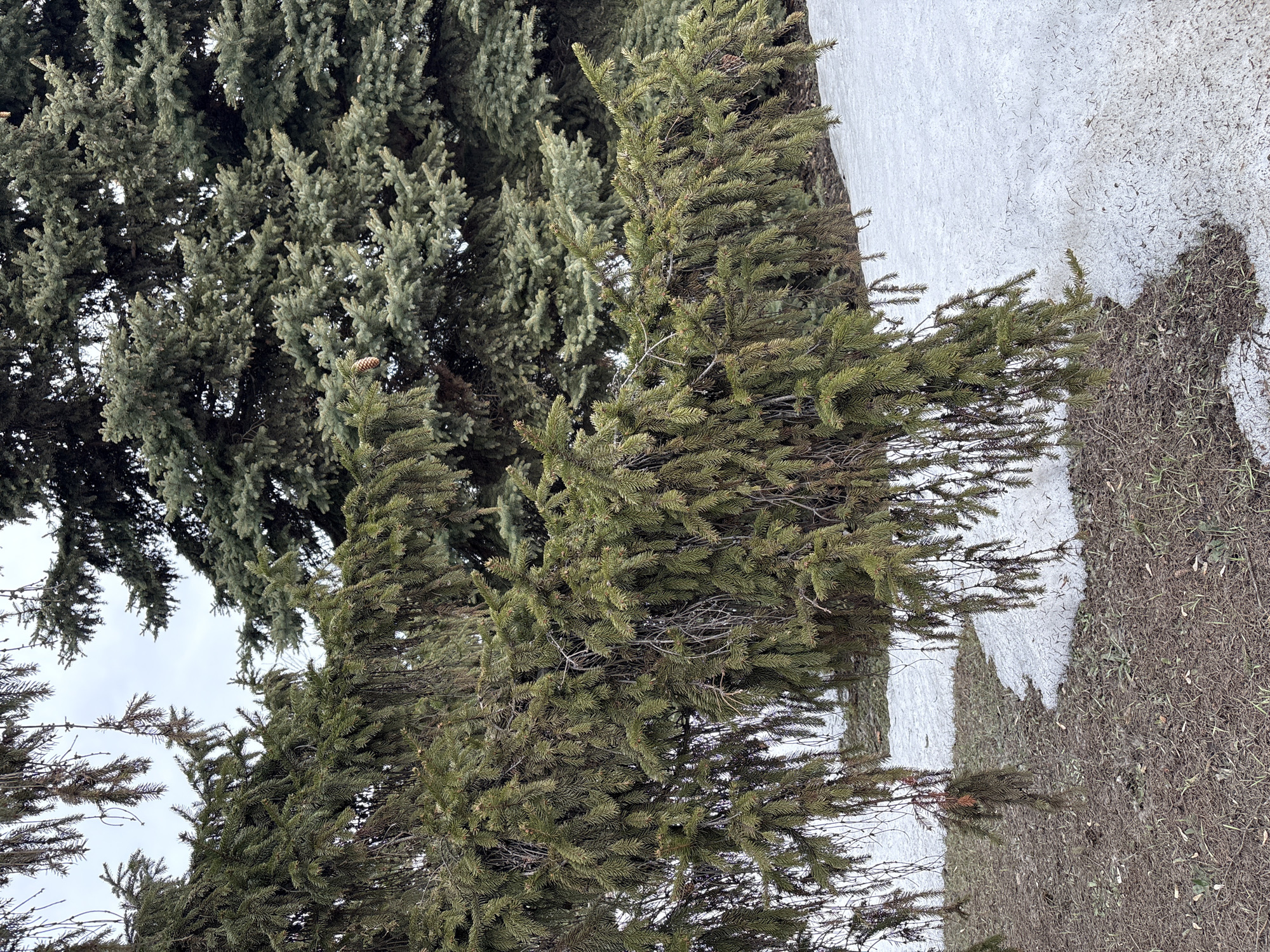 The image depicts an outdoor natural scene in Dimitrovgrad, Russia, characterized by two distinct evergreen trees and remnants of snow on the ground. In the foreground, a large evergreen tree features long, drooping branches densely covered with dark green needles. Some dry, brown needles and bare twigs are visible within its foliage. A single, light brown pinecone is visible near the top left of this tree's visible portion. In the background, a taller, denser evergreen tree, likely a spruce, exhibits a lighter, grayish-green needle color, with several pinecones visible throughout its canopy. The ground beneath the trees consists of patches of partially melted white snow intermingled with exposed dark brown soil and sparse, dry grass. The sky overhead is overcast, appearing light gray and largely obscured by the tree canopies. No individuals, animals, actions, or interactions are present in the scene.