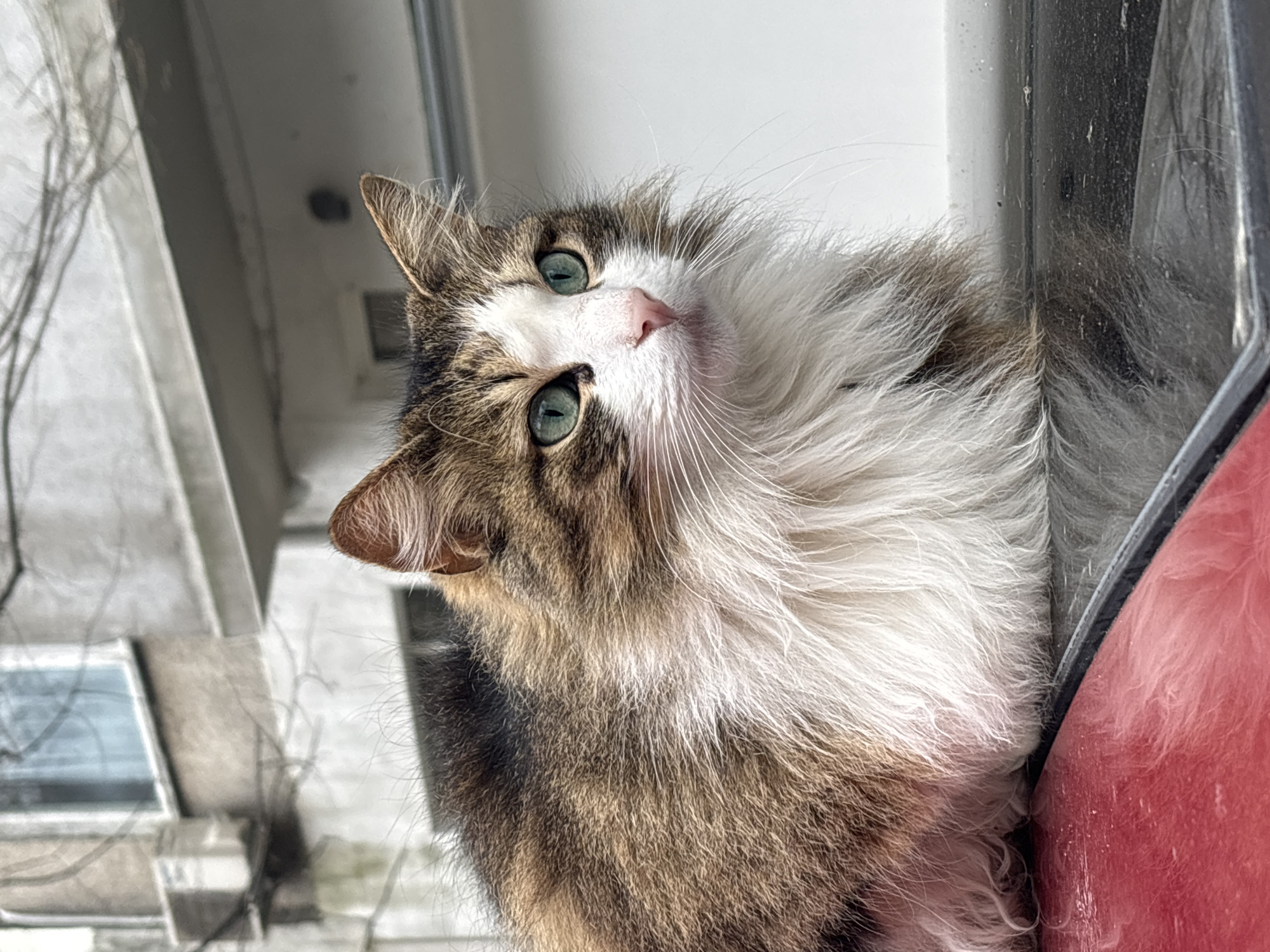 A long-haired cat with brown, white, and black fur is looking at the camera, tilting its head. The cat has a pink nose and green eyes. The background shows a building exterior, possibly a residential structure, with visible windows and what seems to be bare tree branches. The cat is positioned near a window frame; a red-colored object is visible nearby. Given the request for the location and that the photographer may have been located in Varna, Bulgaria, it is possible, though not definitively provable without further evidence, that the location could be within Varna, Bulgaria.