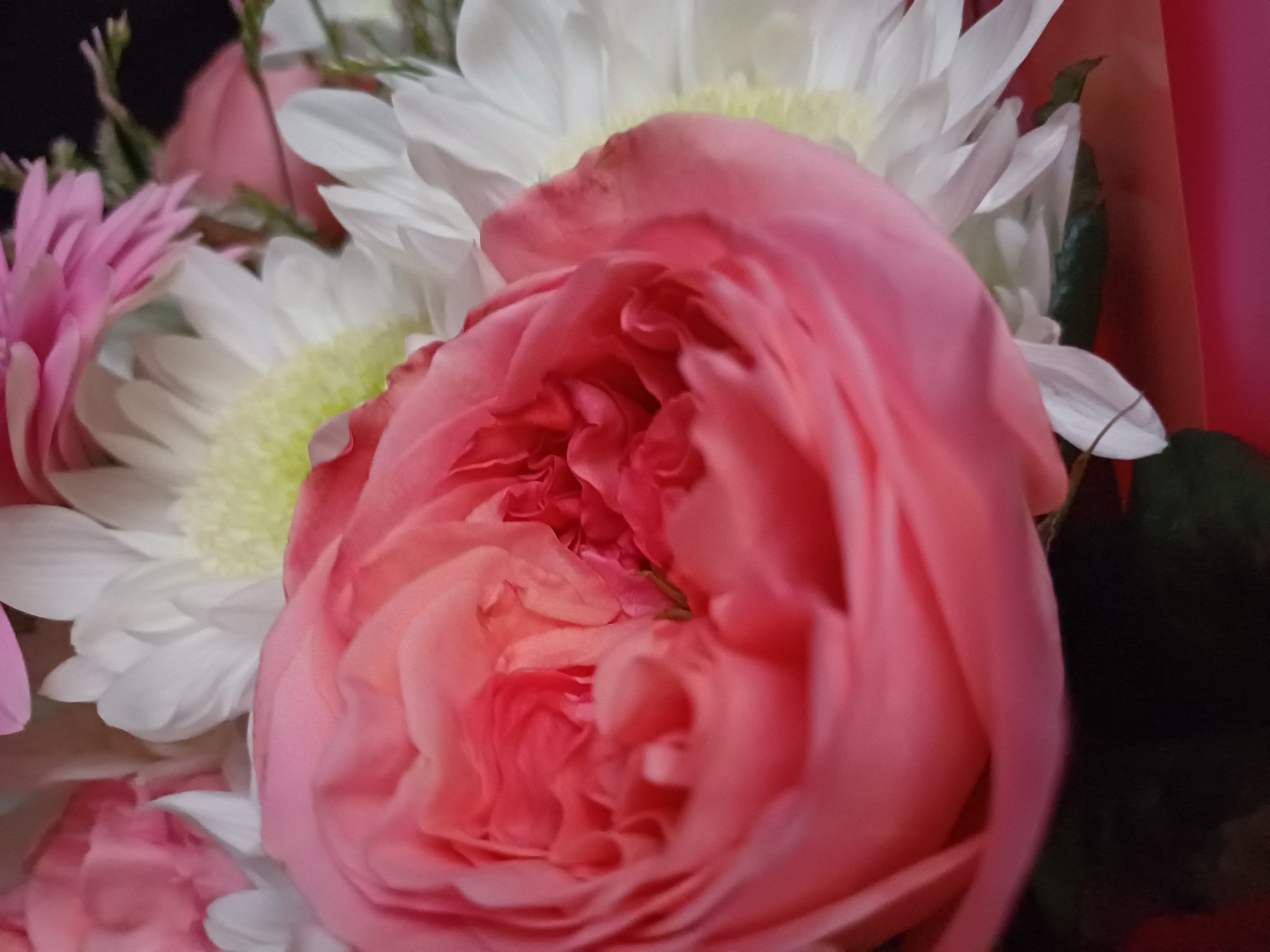 This media file is a close-up, overhead shot of a bouquet of flowers. The primary subject is a large, tightly-petaled pink rose that dominates the foreground, with its delicate petals unfurling towards the center. Behind the rose, several white daisy-like flowers with yellow centers are visible. To the left, there are hints of pink gerbera daisies or similar flowers with elongated petals, and to the right, a dark green leaf and the edge of a bright pink or red wrapping material suggest the bouquet's overall arrangement. The lighting is soft, creating gentle shadows that highlight the textures of the petals. There is no visible text. The image appears to be a still life arrangement, likely captured indoors, focusing on the beauty and detail of the flowers. The overall mood is one of natural elegance and gentle color.