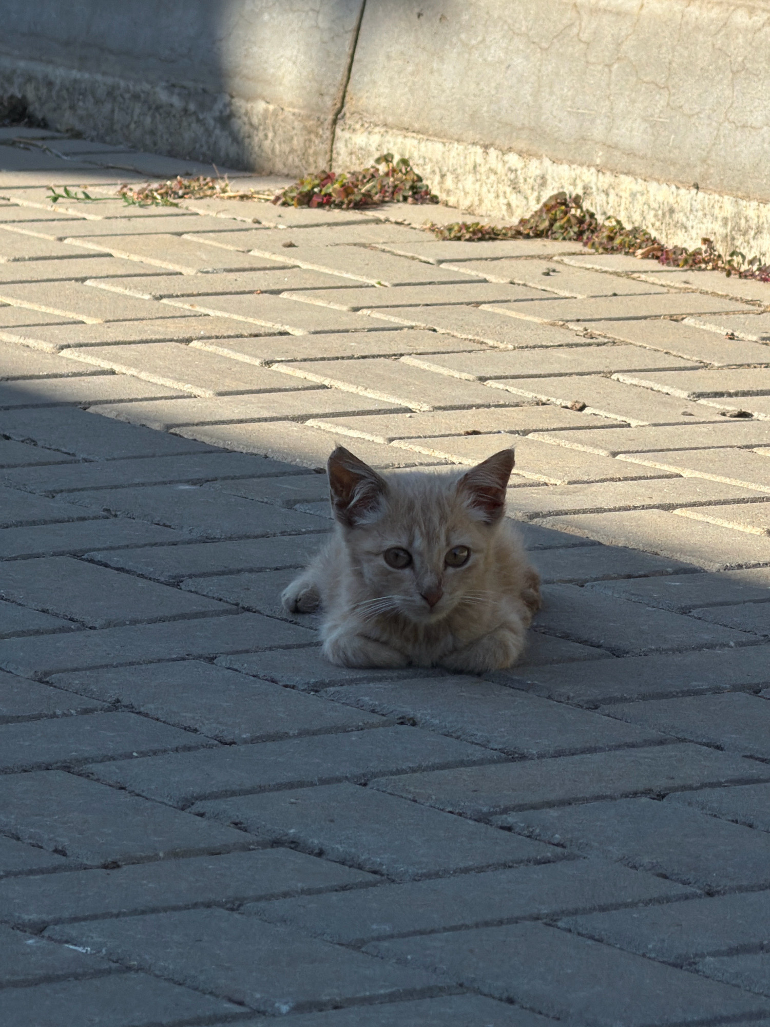 A young, light-brown kitten is lying on a gray, brick-paved walkway. The kitten is facing forward with its paws tucked underneath its body. The walkway is arranged in a herringbone pattern, and part of it is in shadow. Behind the walkway, there is a concrete structure and some low-lying greenery with small red and green leaves. The scene appears to be outdoors, possibly in a park or residential area, in the city of Perivorske, Ukraine.