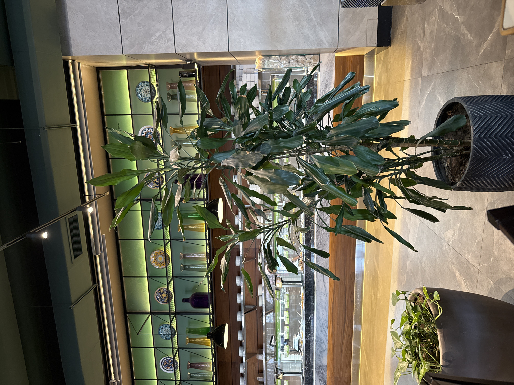In Yerevan, Armenia, an indoor scene depicts a restaurant or buffet area. In the foreground, a large potted plant with dark green, elongated leaves stands in a black textured pot. To the left, another smaller potted plant with bright green, heart-shaped leaves is visible. The background reveals a well-lit buffet station with glass enclosures and food displays. Above the buffet, shelves are decorated with colorful decorative plates and various glass vases in different shapes and colors, including purple, yellow, and green. Two black pendant lights hang from the ceiling, illuminating the scene. The flooring consists of large, gray, marbled tiles. The overall ambiance is modern and organized.