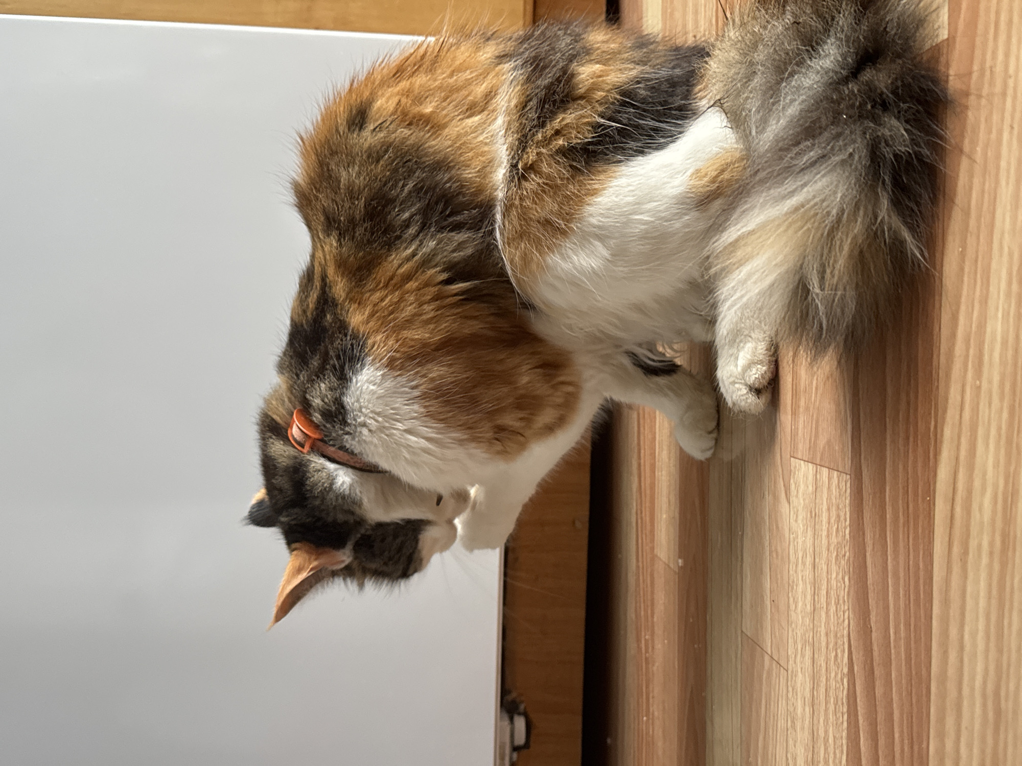 A calico cat with a fluffy tail is grooming itself on a wooden floor. The cat is wearing an orange collar. In the background, there is a white surface and a wooden baseboard. The lighting suggests the photo was taken indoors with natural light. The location of Бородулино, Russia is not evident from the image.