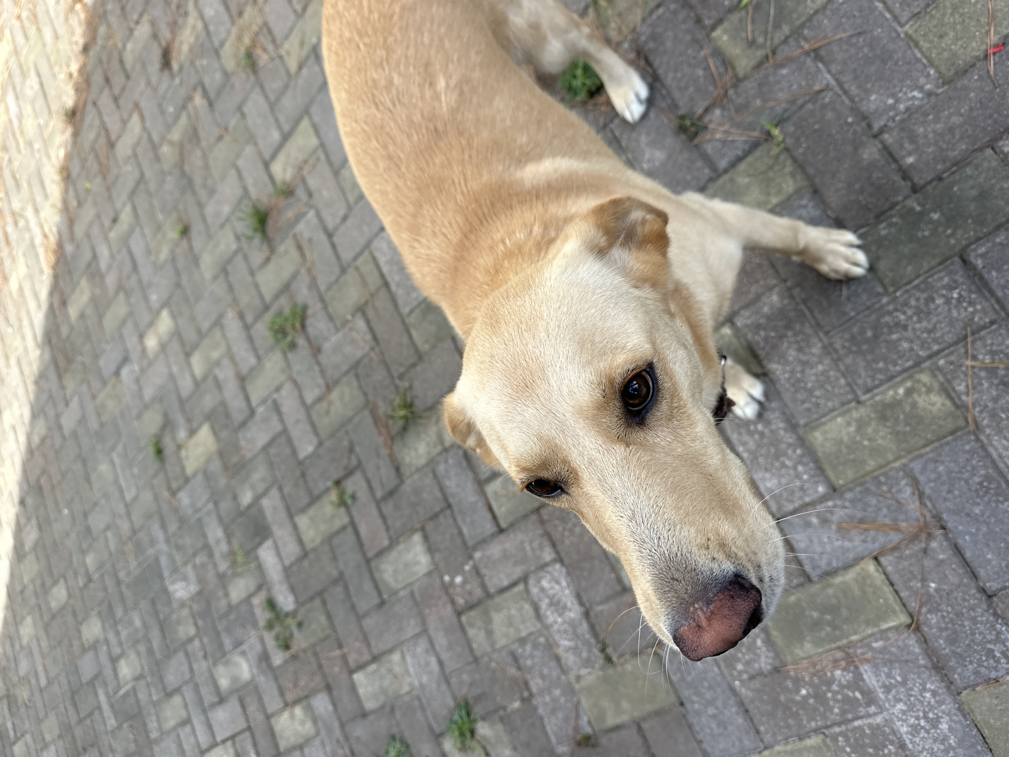 A light brown dog with dark eyes and a pink nose is standing on a brick-paved patio. The dog is facing left and looking upwards. The patio is a neutral gray color with some small patches of grass growing between the bricks. The background is out of focus, but appears to be a continuation of the patio. There is some sunlight filtering from the upper left corner of the image, creating a shadow on the patio. The image is taken from a high angle looking down at the dog. No buildings or other structures are visible. The scene is outdoors, likely in a residential area given the patio setting. There are no people present in the image. The overall impression is a candid shot of a dog in a backyard or similar outdoor space. The provided context of Sochi, Russia, is not directly supported by any visual cues within the image itself.