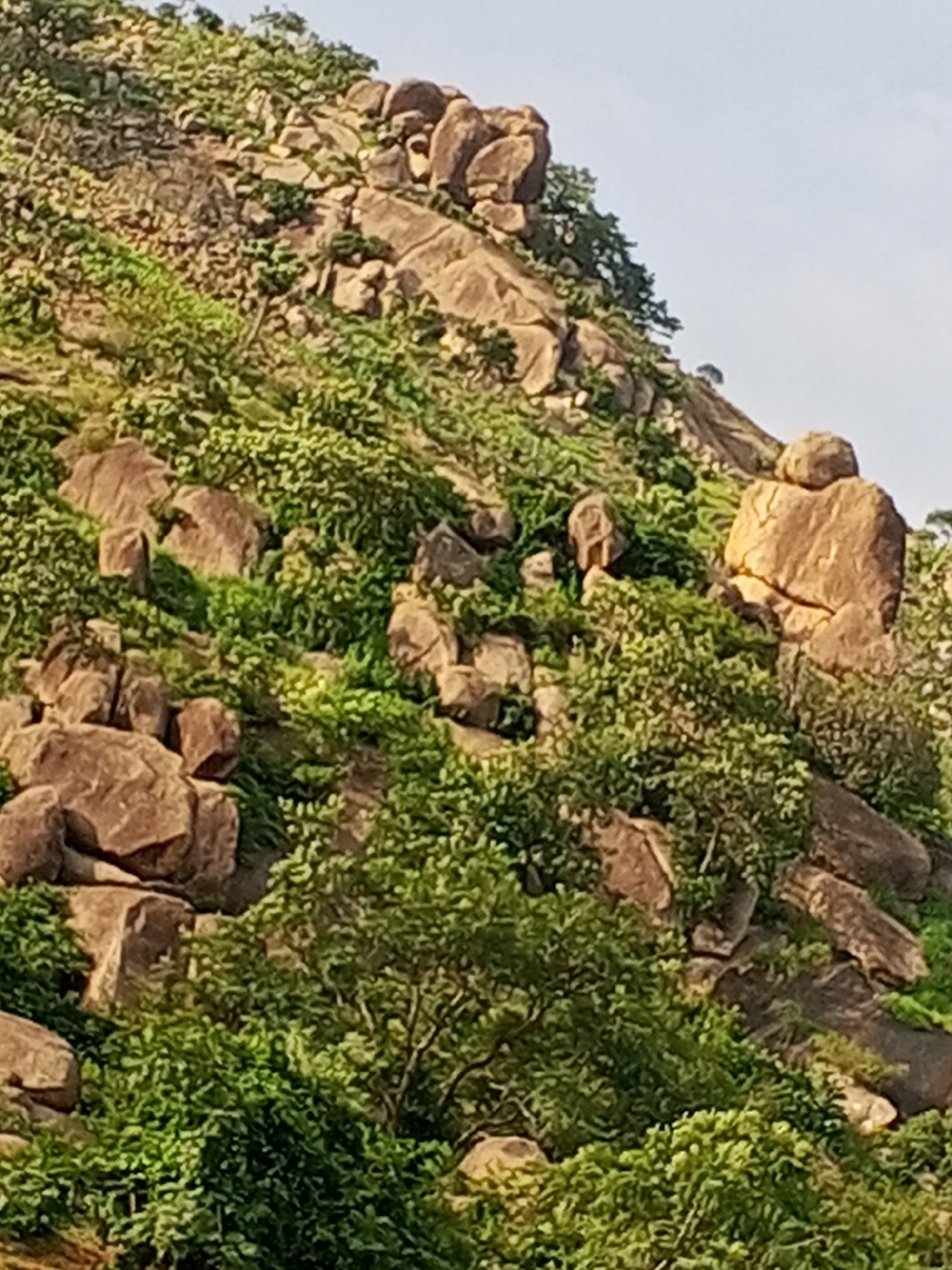 The image depicts a rocky hillside covered in lush green vegetation and trees. Large boulders are scattered across the slope, some appearing weathered and rounded, while others are more angular. The terrain is uneven, with varying gradients of incline. The sky above is a pale blue with a few faint clouds, suggesting it is daytime. The scene is a natural landscape, likely a hill or mountain in the outskirts of Gwong, Nigeria. There are no people or man-made structures visible in the image, emphasizing the natural environment.