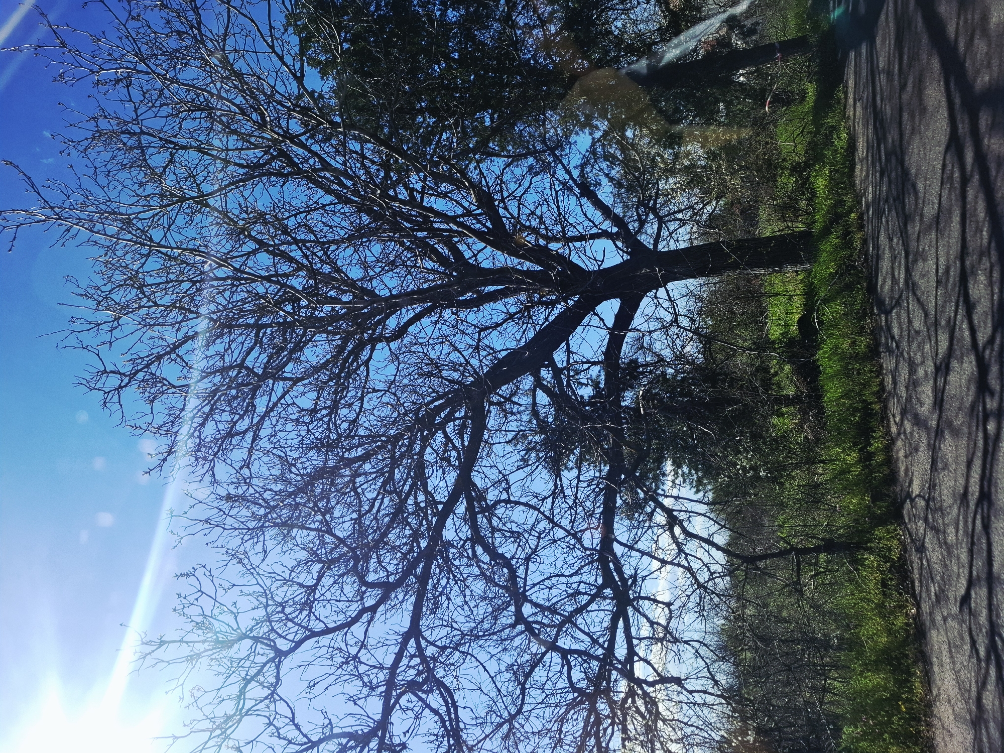 The image shows a tree with bare branches against a bright blue sky. The sun is shining intensely from the lower left corner of the frame. To the right of the tree, there is a grassy area and a section of paved road. Shadows from the tree branches are cast onto the road surface. The location appears to be outdoors, possibly a park or a street lined with trees.