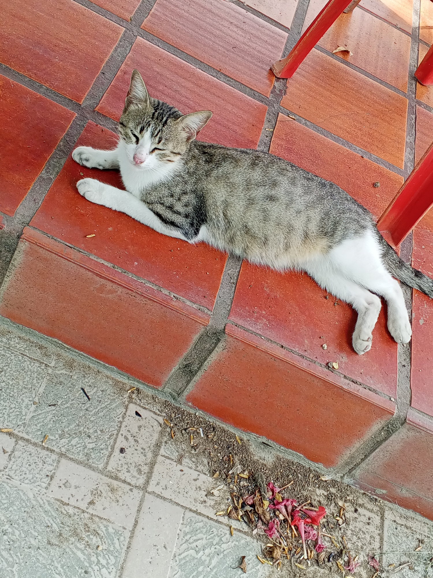 A cat lies on a red brick sidewalk in Tinaquillo, Venezuela. The cat is gray, white, and tabby-striped, with white paws and a white belly. It is lying on its side with its eyes closed. To the right of the cat are the legs of a red chair. The bottom of the image shows the edge of a light-colored concrete sidewalk covered with leaves and some trash.