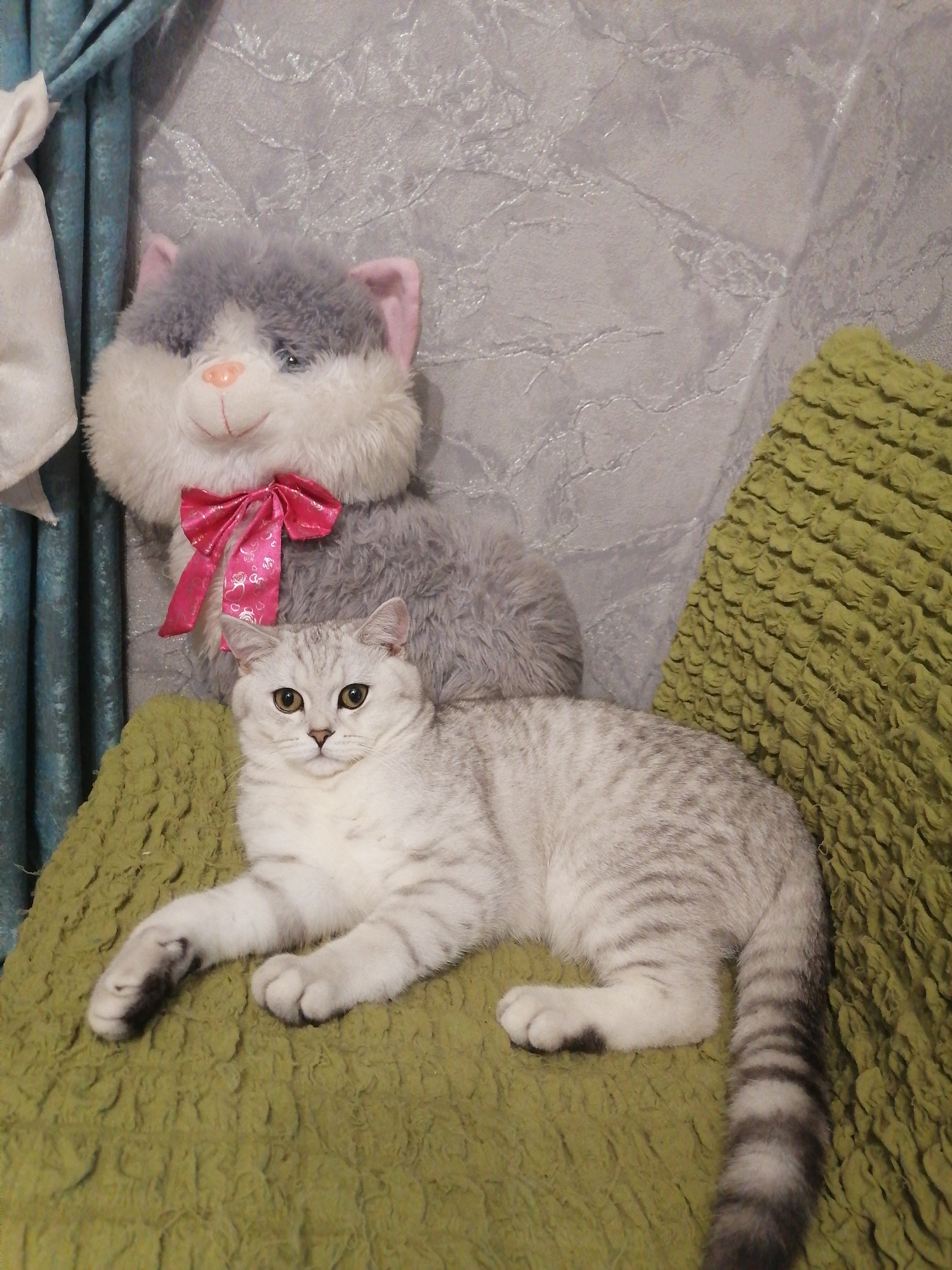 In Pecherniki, Russia, a light-colored cat with silver tabby markings is lying on a textured green surface. The cat is positioned facing the viewer, with its head tilted slightly and its gaze directed forward. A plush toy cat, gray with a pink bow, is positioned behind the live cat. The background consists of a textured gray wall and blue curtains.