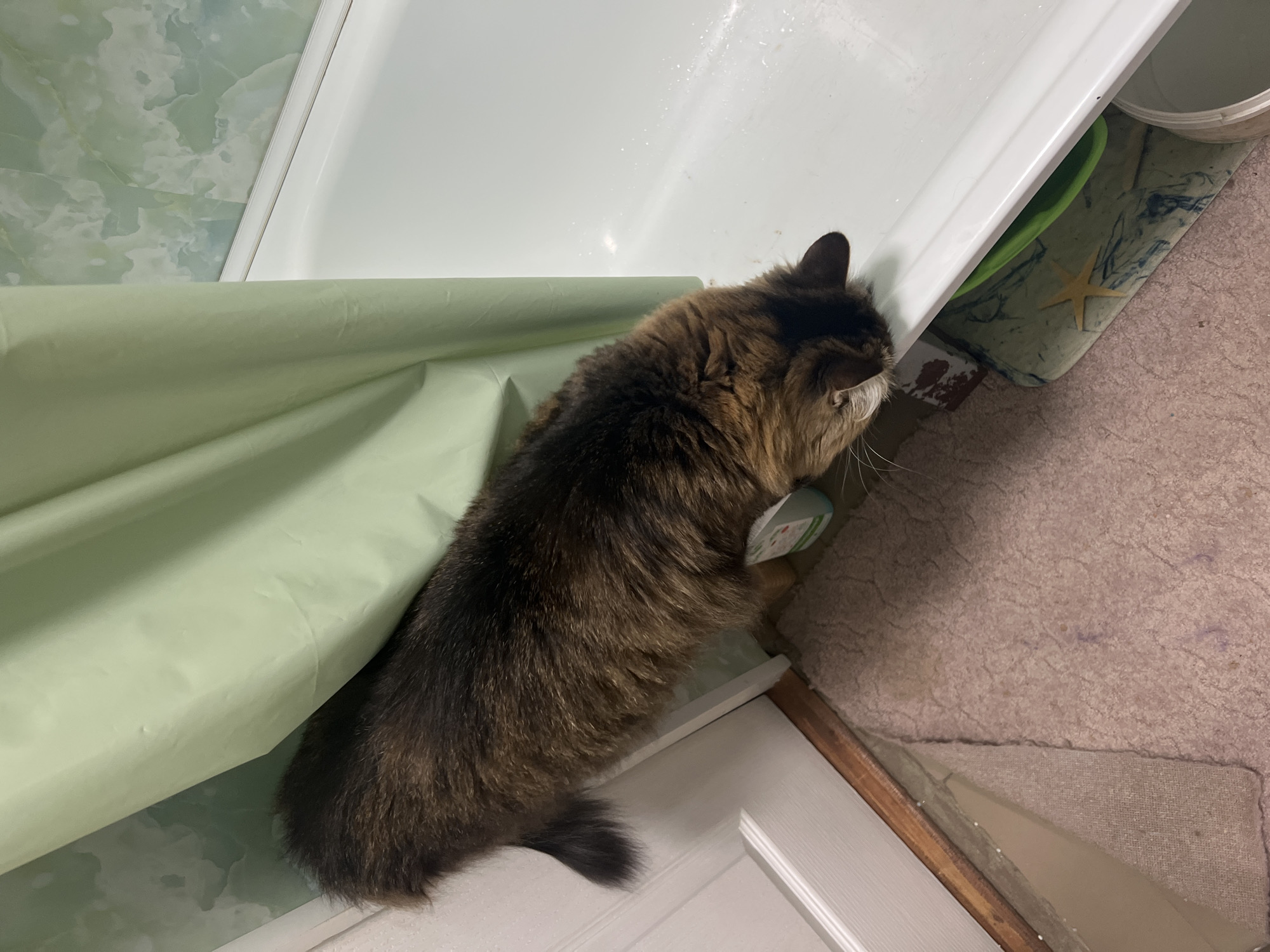 A brown tabby cat is standing next to a white bathtub with a green shower curtain. The cat has a green tag on its collar. The floor is covered with pink carpet. The location is Chaikovsky, Russia.