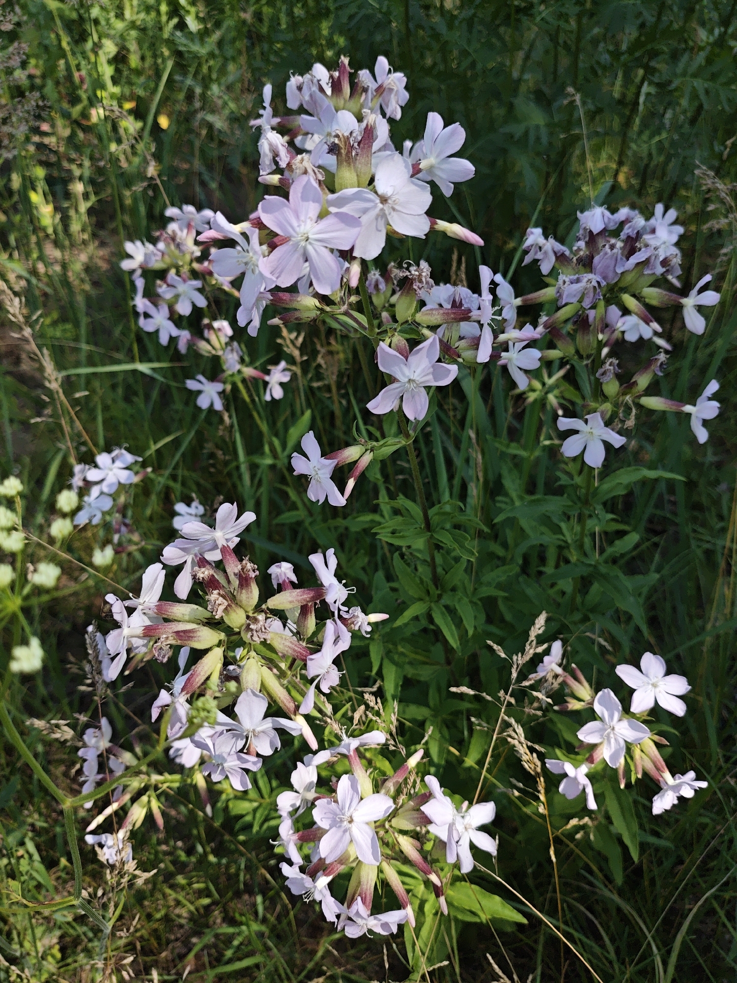 In a sunlit meadow, a cluster of delicate, pale pink flowers with five petals each are in bloom amidst lush green foliage. The flowers are arranged in clusters atop thin stems, with some appearing fully open and others still in bud. The surrounding environment is characterized by tall grasses and other wildflowers, creating a natural and serene setting. The lighting suggests it is daytime, likely late afternoon due to the warm, golden hues. There are no people or man-made structures visible in the image. The scene is indicative of a natural landscape, possibly a field or roadside in a rural area.