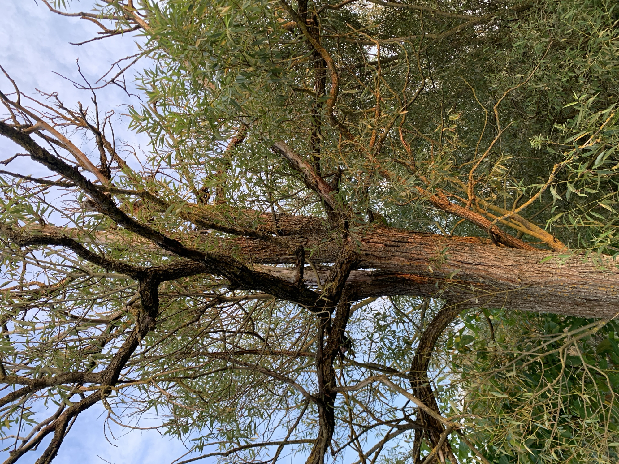 The image is a close-up, low-angle shot of a large tree with a thick, textured trunk and numerous branches that extend towards the sky. The tree has sparse green foliage, with some branches bare and others covered in leaves. The bark of the trunk is rough and brown, with some areas appearing lighter brown or reddish, possibly due to sunlight. The branches are a mix of dark brown and lighter, yellowish-brown, with some appearing mossy or lichen-covered. The background shows a pale blue sky with wispy white clouds, and further foliage from other trees. The lighting suggests it is either early morning or late afternoon, with warm light casting a glow on the branches. The image does not depict any people, specific landmarks, or activities. It is a natural outdoor scene focused on the detail of the tree. There is no information within the image to indicate a specific location within the city of Kapyĺ, Belarus.