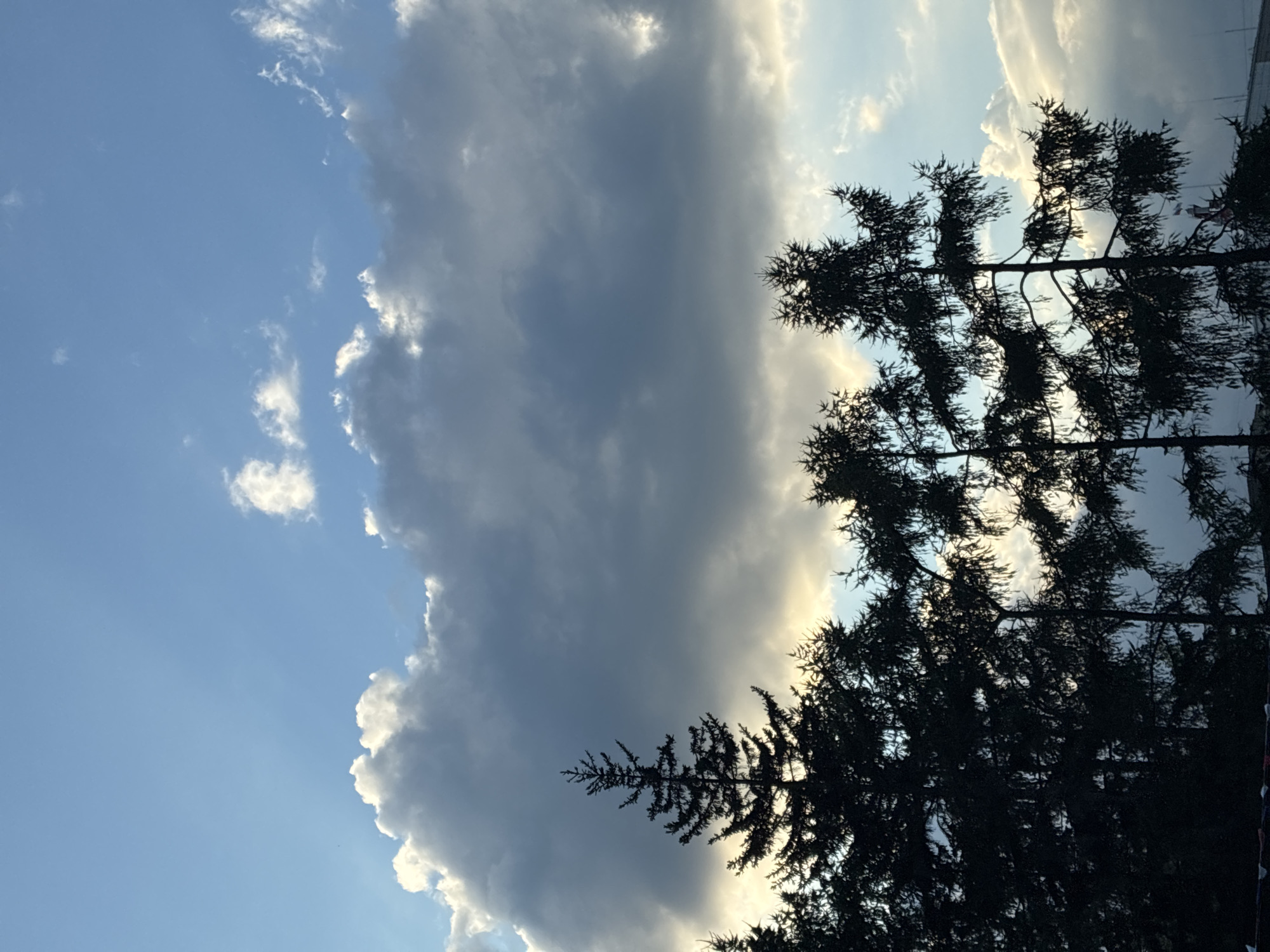 The image depicts a sky filled with dramatic clouds, ranging from dark, heavy formations to lighter, wispy ones, against a backdrop of a clear blue sky. The lower portion of the image is dominated by the dark silhouettes of coniferous trees, likely spruces or firs, their branches creating intricate patterns against the illuminated sky. The lighting suggests it is either sunrise or sunset, with warm tones filtering through the clouds. There is no discernible urban landscape or identifiable landmarks that would place this image specifically in Irkutsk, Russia. The scene is purely natural, focusing on the interplay of light, sky, and trees. No people, objects, or actions are visible.