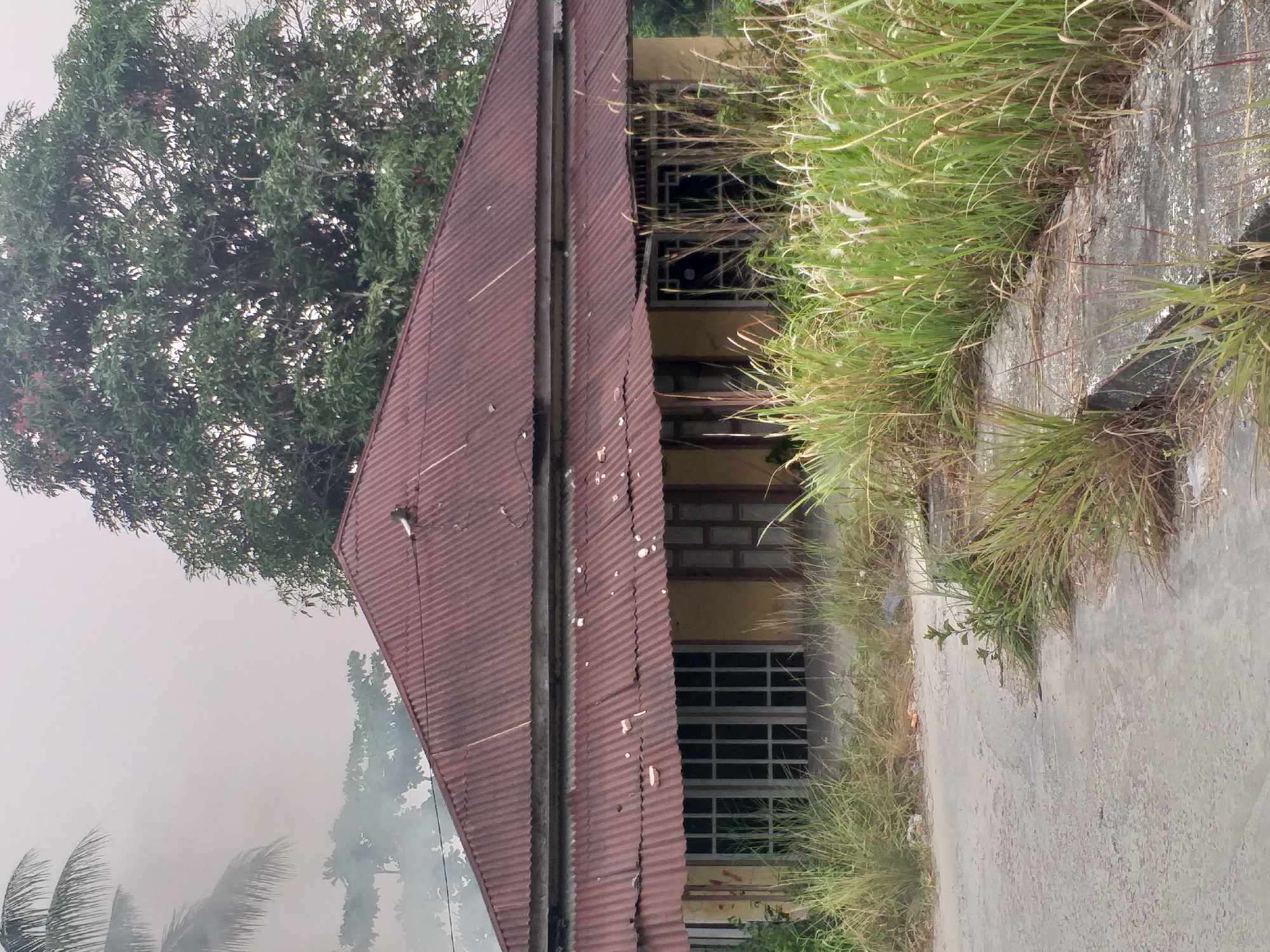 This image depicts a weathered, single-story house with a corrugated metal roof in Duri, Indonesia. The house, painted yellow, appears dilapidated, with overgrown grass and vegetation encroaching on the property. The roof shows signs of rust and damage, with some pieces of debris scattered across it. The windows are covered by white bars, suggesting a lack of maintenance or perhaps security. In the background, a large, leafy tree dominates the scene, and a plume of smoke or mist is visible in the sky, partially obscuring the top left portion of the image. The foreground features a cracked concrete pathway and an unpaved road, both lined with tall, wild grasses. The overall impression is one of neglect and abandonment in a tropical environment.