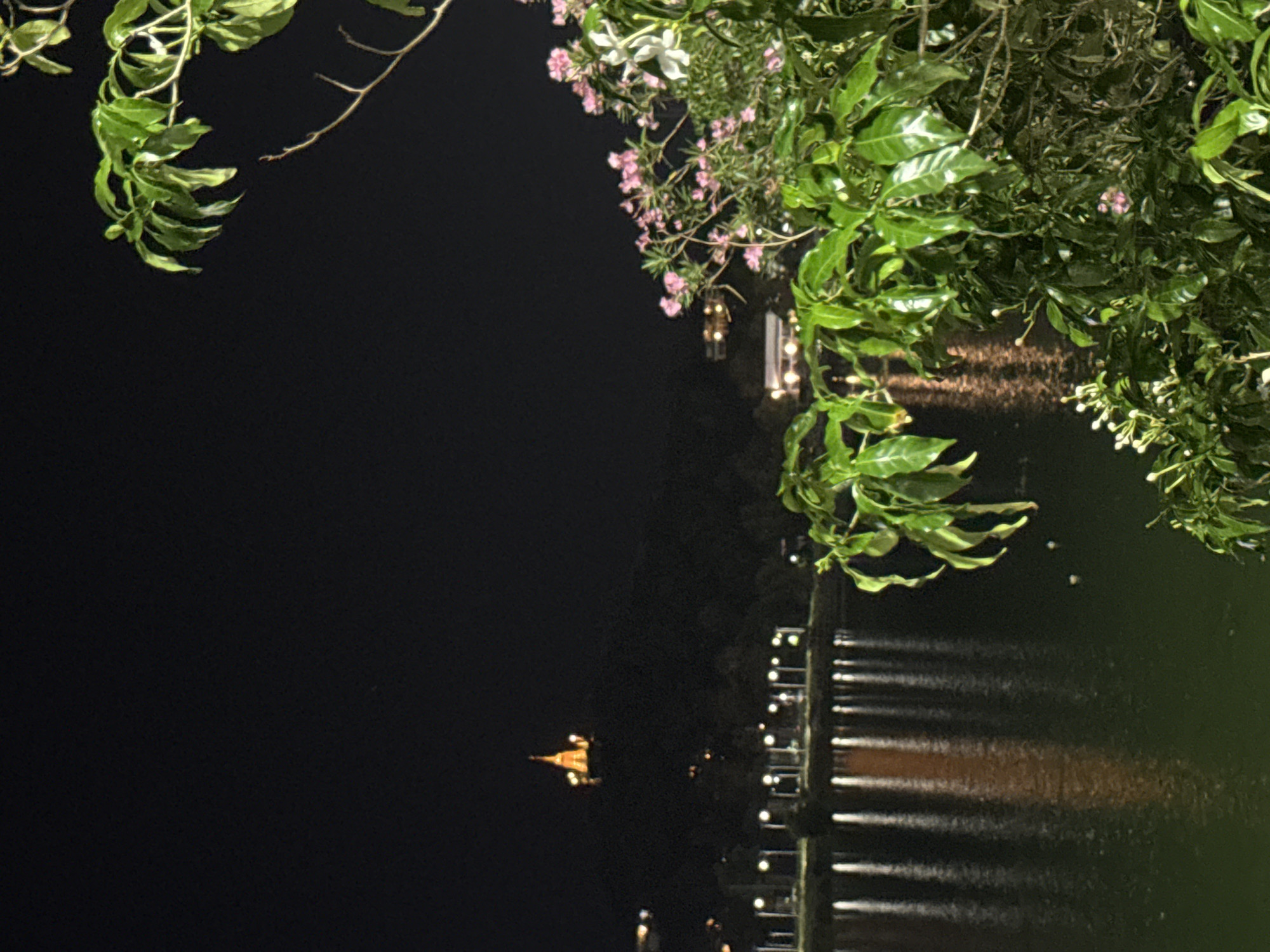 The image depicts a nighttime scene at a waterfront location in the district of Ko Samui, Thailand. The foreground is dominated by lush green foliage and some small white and pink flowers, with branches reaching across the frame. In the mid-ground, a calm body of water reflects the lights from a row of street lamps lining the opposite bank. The lights create long, vertical streaks of illumination on the water's surface. In the background, a prominent golden pagoda-like structure is illuminated and stands atop a darkened hill. The overall atmosphere is tranquil and illuminated by artificial lights against the dark night sky.