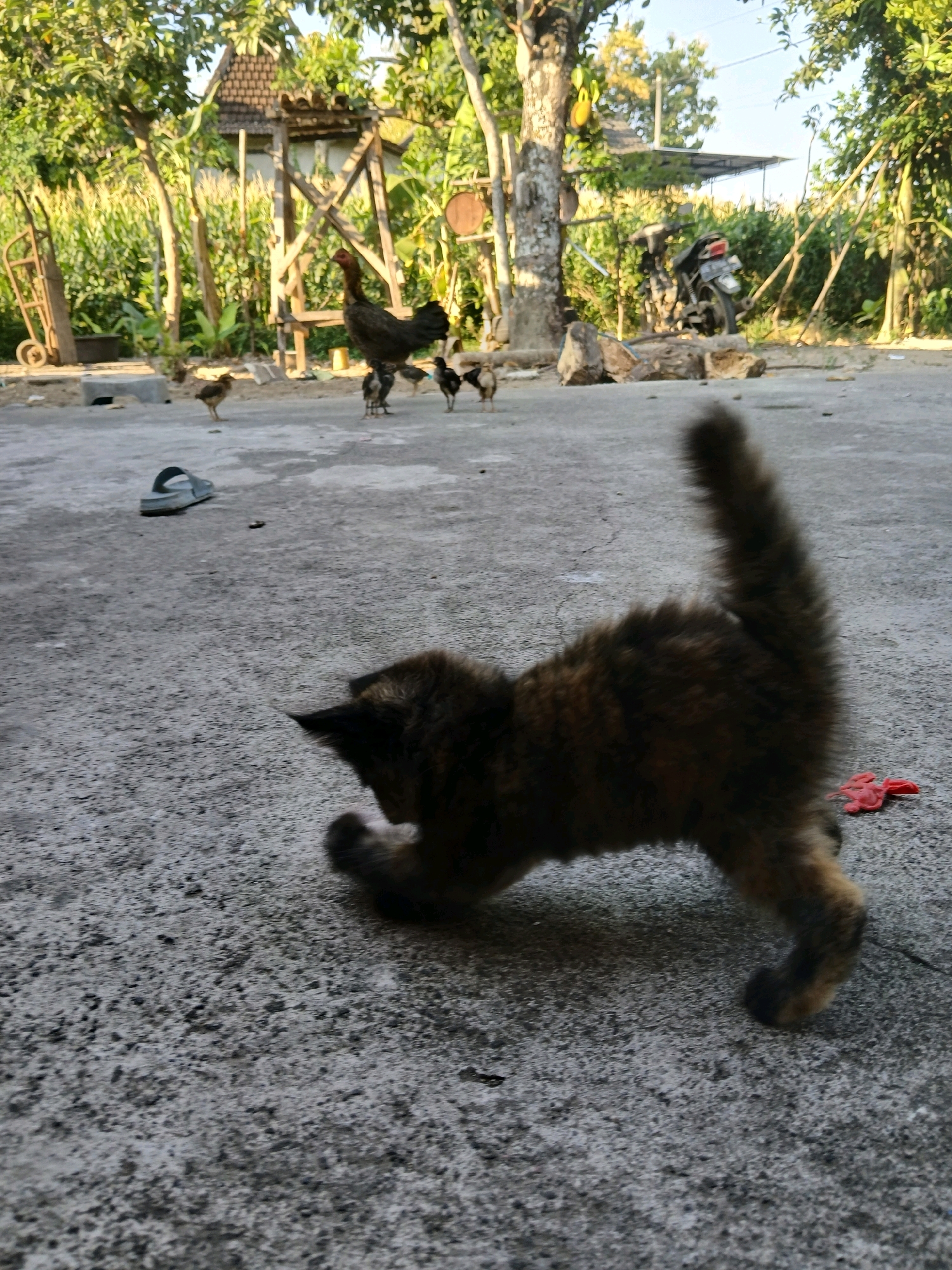 A long-haired tabby cat, with fur mottled in brown, black, and orange, is in the foreground of the image, captured mid-movement with its back arched and tail raised. Its body is positioned to the right, facing away from the viewer and slightly towards the right side of the frame. The cat's hind legs are bent as if about to pounce or run, and its front paws are extended forward. A small red object, possibly a toy or piece of cloth, lies on the ground to the right of the cat.
The background depicts an outdoor scene in what appears to be a rural or semi-rural area, consistent with the location of Bogem, Indonesia. A concrete ground surface dominates the foreground and midground. In the midground, several chickens, including a rooster, are scattered across the concrete. The rooster, dark brown and black with a reddish comb, stands prominently to the left of center.
Behind the chickens, a rustic wooden structure with a thatched roof is visible, suggesting a simple dwelling or outbuilding. Further in the background, there is lush green vegetation, including trees and what appears to be corn stalks. A motorcycle is parked behind the wooden structure, and a handcart is situated to the far left. The overall lighting suggests it is daytime, with sunlight casting shadows and illuminating the scene. The environment appears to be a yard or open space adjacent to a residential area.