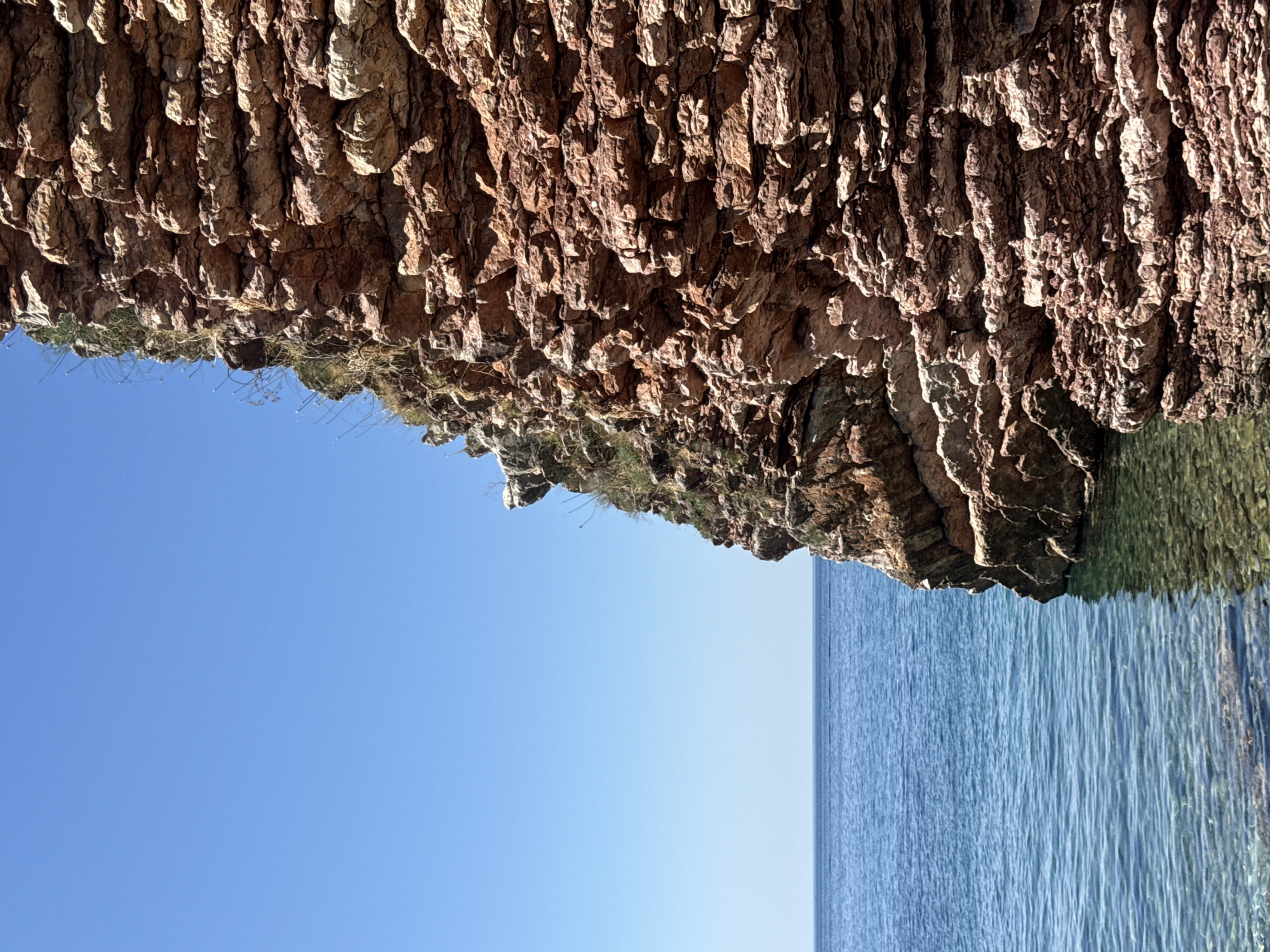A cliff face of reddish-brown sedimentary rock juts out into the calm, blue Adriatic Sea. The rock layers are striated and textured, with small patches of dry grass and thin stalks of vegetation clinging to its surface. The sky above is a clear, bright blue. The water is transparent near the shore, revealing a rocky seabed, and deepens to a rich blue further out. This scene is located on the coast of Rafailovići, Montenegro.