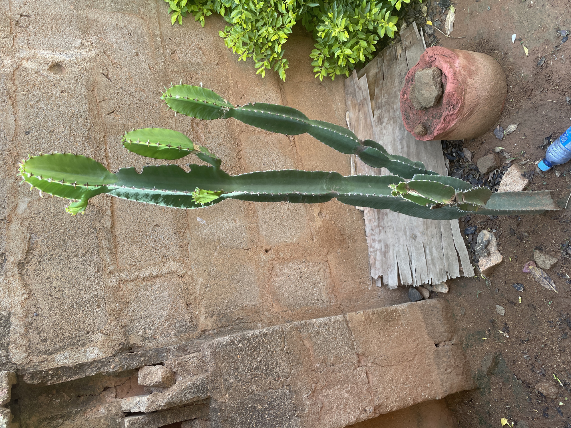 In Kakau, Nigeria, a tall, green cactus stands in front of a textured, reddish-brown brick wall. The cactus has multiple arms and new growth at its top. To the right of the cactus, a dense, vibrant green bush is visible. In the foreground, the ground is covered in brown soil with scattered leaves and debris. A piece of weathered wood lies horizontally behind the cactus, and to the right of that, a cylindrical object with a reddish-pink hue is topped with a rock. A blue plastic water bottle is lying on the ground near the bottom of the image. The scene appears to be an outdoor setting, possibly a yard or garden.