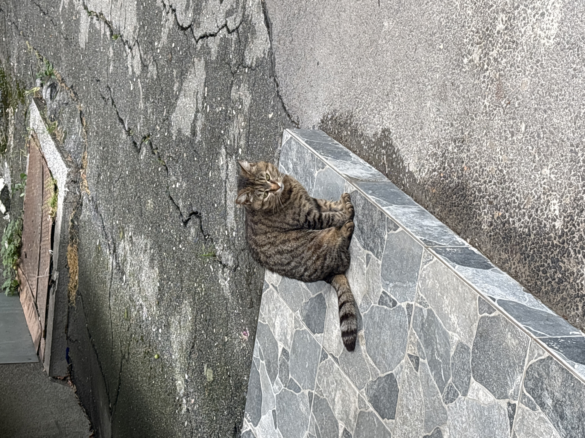 A brown and black striped cat is sitting on a tiled step. The cat is facing the camera with its body slightly angled to the left. The tiled step has a pattern of irregular grey and white tiles. Behind the step, cracked asphalt is visible, with some patches of water and dry leaves. In the background, a concrete wall and some greenery can be seen. The overall scene appears to be an outdoor urban environment.