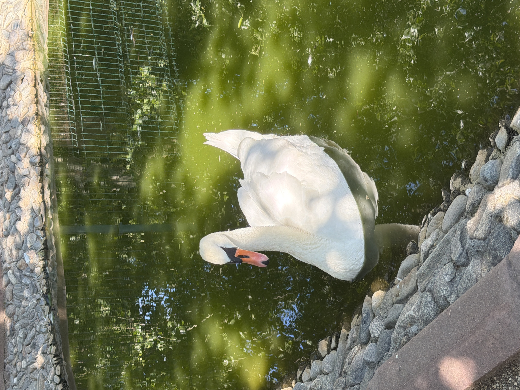 A white swan with an orange and black beak swims in a murky green pond. The pond is bordered by a stone embankment on the left and a metal fence in the background. The water reflects the surrounding environment, including the fence and vegetation. Sunlight casts dappled patterns on the water's surface. The scene appears to be in an outdoor enclosure.