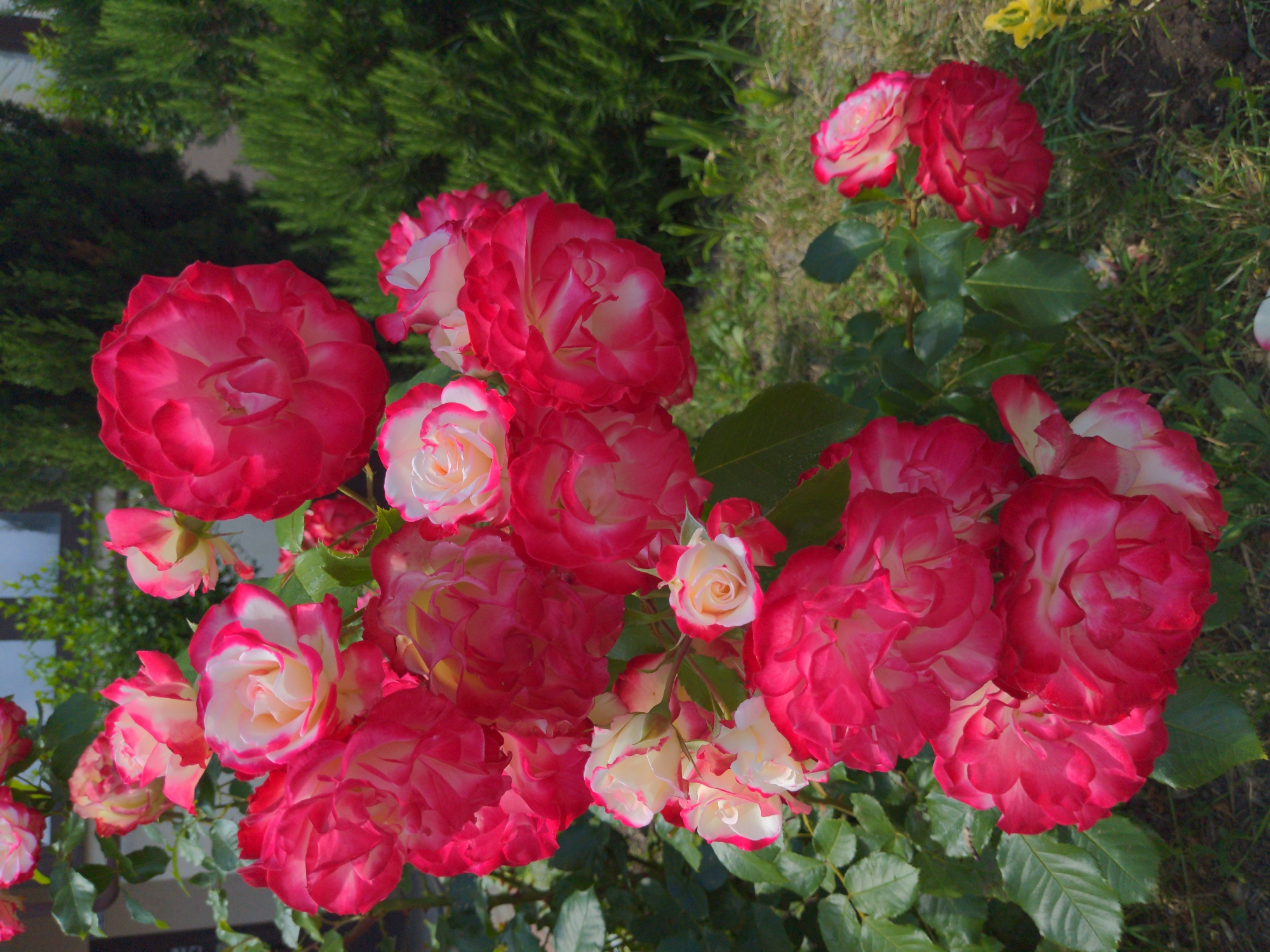 A medium shot captures a cluster of red and white roses in bloom, set against a backdrop of green foliage and a blurry building. The roses, with their velvety petals tinged with pink at the edges, are the central focus. Their delicate beauty is enhanced by the soft sunlight that illuminates them, creating subtle shadows and highlights. The leaves of the rose bush are a vibrant green, some tinged with yellow, suggesting the fullness of summer. In the background, a blurry building with windows can be seen, hinting at a residential or public space. The ground beneath the roses is covered with grass and scattered dry leaves, suggesting a garden or park setting. The overall impression is one of natural beauty and tranquility.