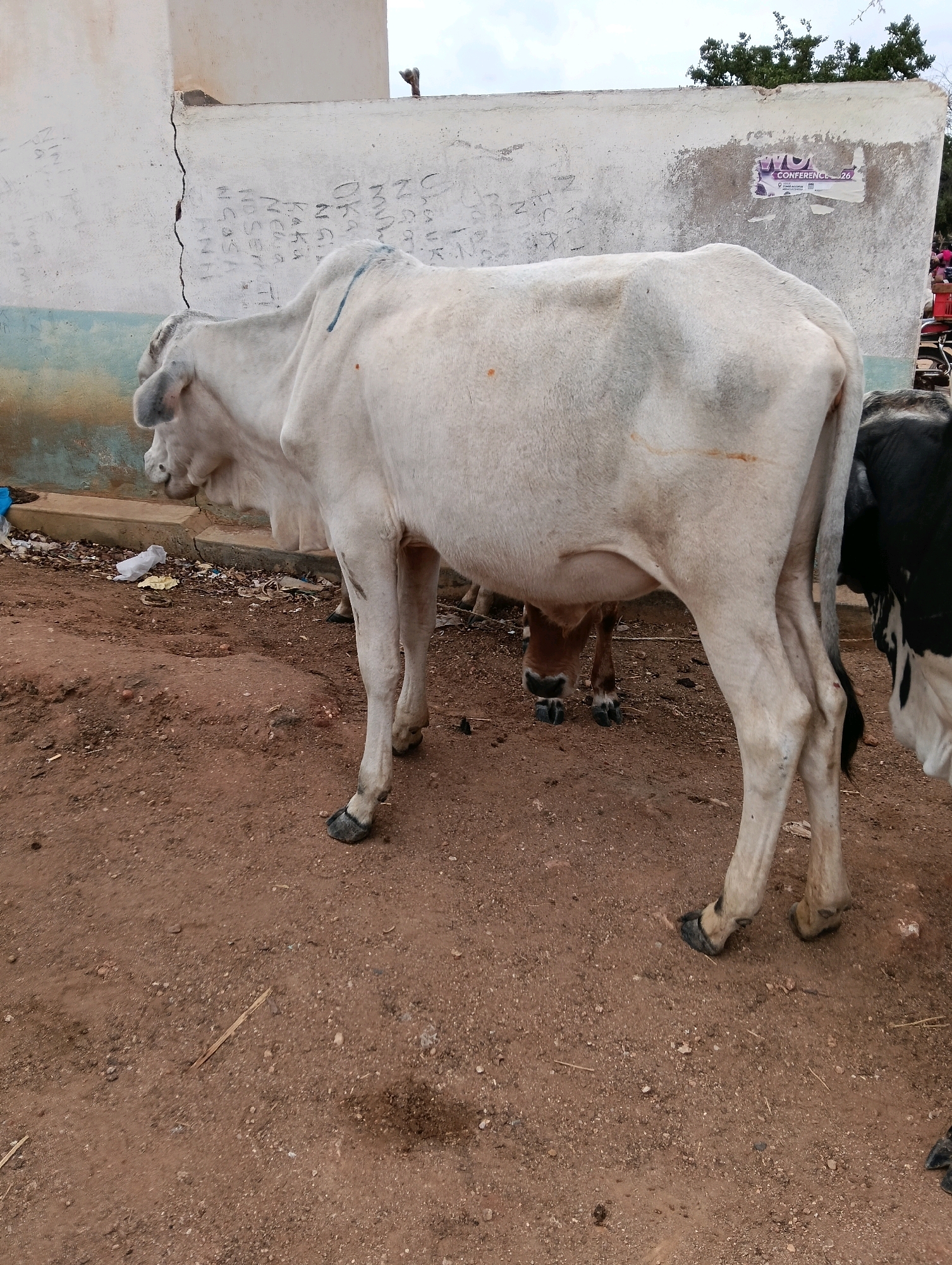 A white cow stands in a dirt area in front of a building with a cracked wall that has graffiti. To the right of the white cow, a black and white cow is partially visible. In the background, there are trees and a cloudy sky. A poster is attached to the building's wall. The ground is a mix of dirt and small stones.