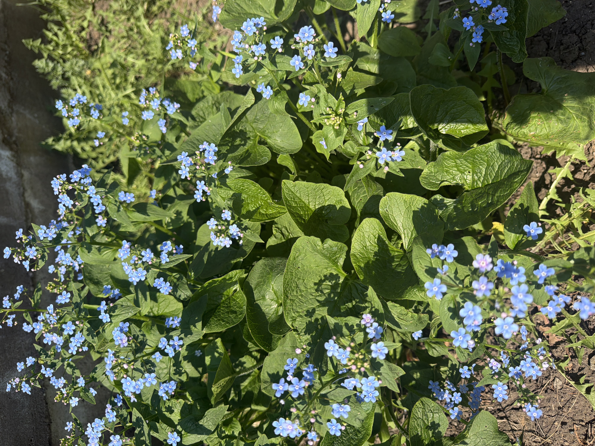 The image depicts a close-up view of a patch of forget-me-not flowers (Myosotis) in bloom. The flowers are light blue with small, yellow centers. They are surrounded by green, heart-shaped leaves. The flowers appear to be growing in a garden bed or cultivated area next to a wall. The soil is visible in the background. The location is in the city of Большая Шильна, Russia.