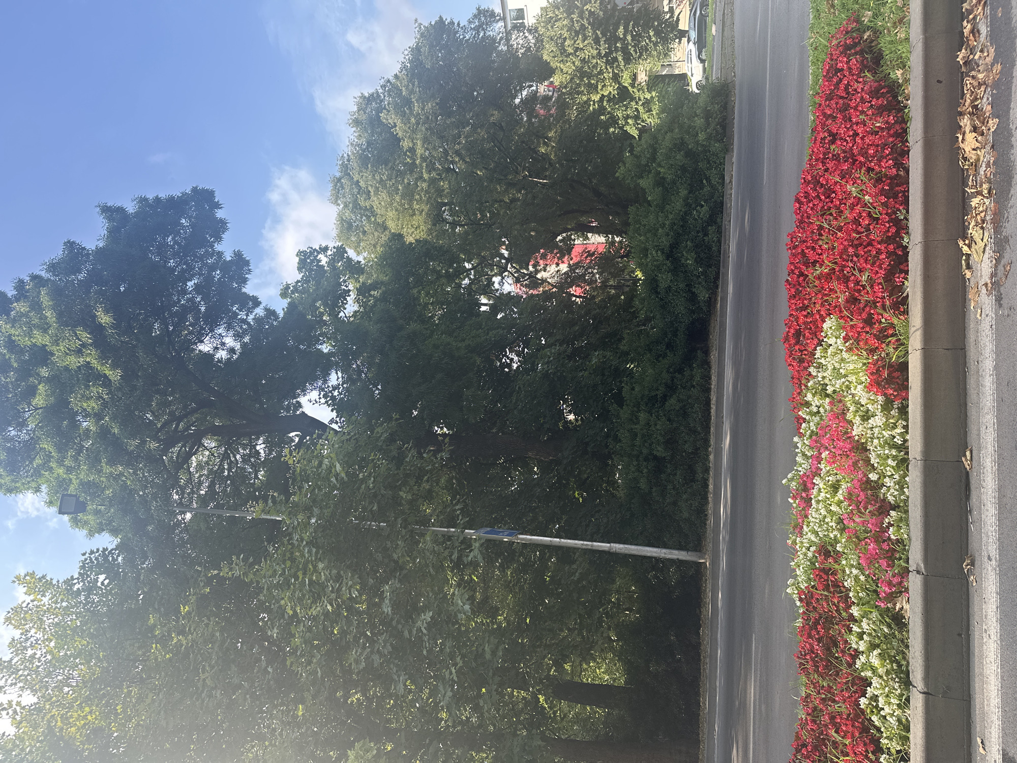 The image depicts a roadside flowerbed filled with red, pink, and white flowers. A grey curb separates the flowerbed from an asphalt road. In the background, there are large trees with lush green foliage, a tall lamppost, and a building. The sky is blue with some scattered clouds. A white car and a dark car are visible parked on the right side of the road in the distance. The overall scene suggests a well-maintained urban environment.