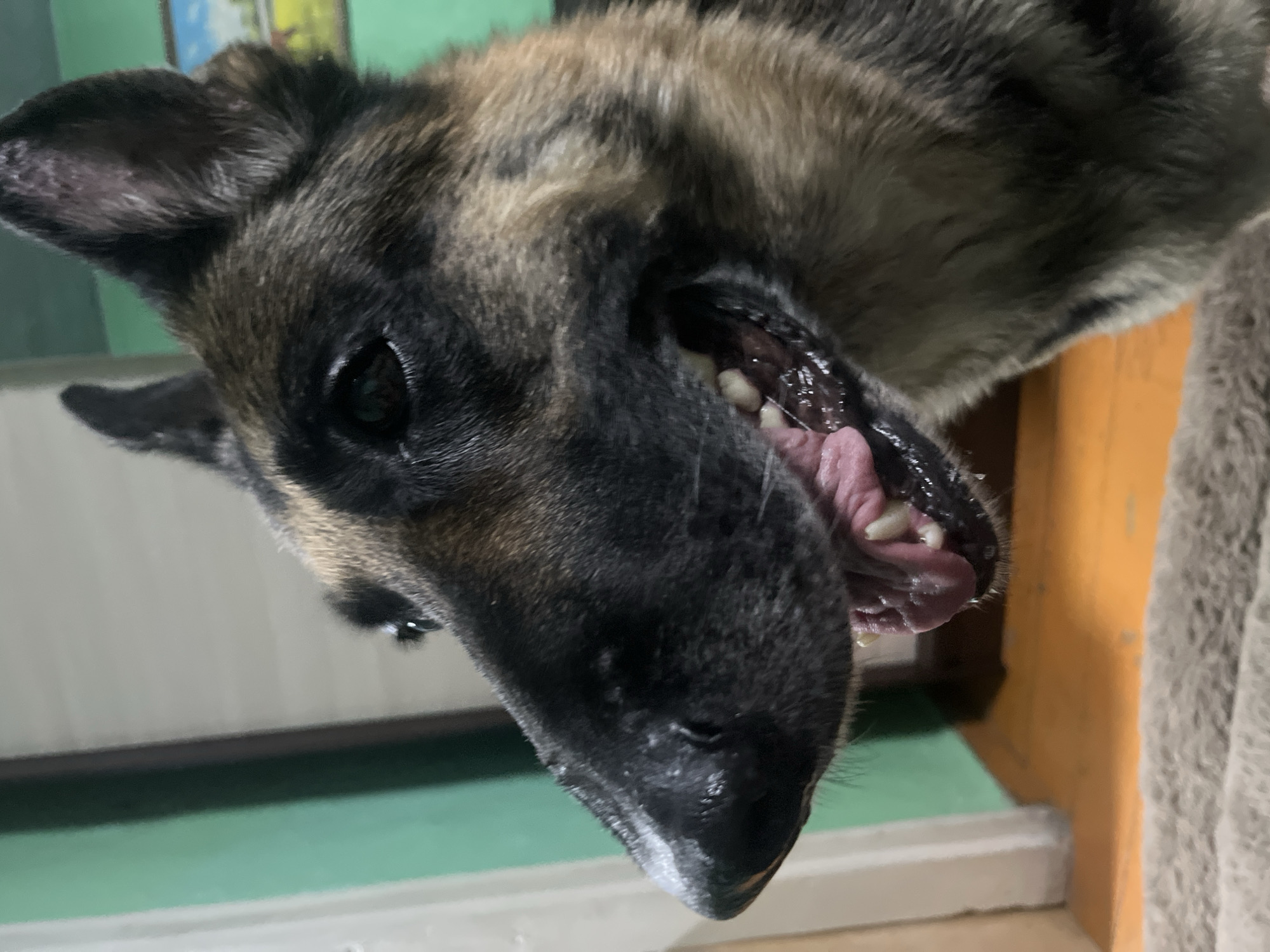 The image shows a close-up of a German Shepherd dog's face, with its mouth slightly open and tongue visible. The dog has black and tan fur and appears to be indoors. The background includes a green wall, a wooden floor, and a hint of a framed picture on the wall. There is no indication of the city of Nizhny Tagil, Russia, or any specific location information in the image. The scene is a static portrait of a dog, with no discernible actions or interactions occurring.