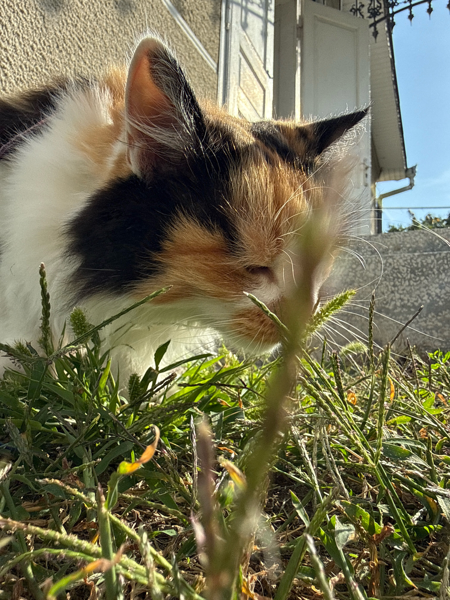A calico cat is seen from a low angle, sniffing at blades of grass in front of a building. The cat has patches of white, black, and orange fur. Its ears are prominent, with one pointing upwards and the other tilted slightly. The background shows a textured wall, a closed window with decorative ironwork, and a clear blue sky. Sunlight illuminates the scene, casting shadows and highlighting the textures of the cat's fur and the grass. The environment appears to be an outdoor urban setting.