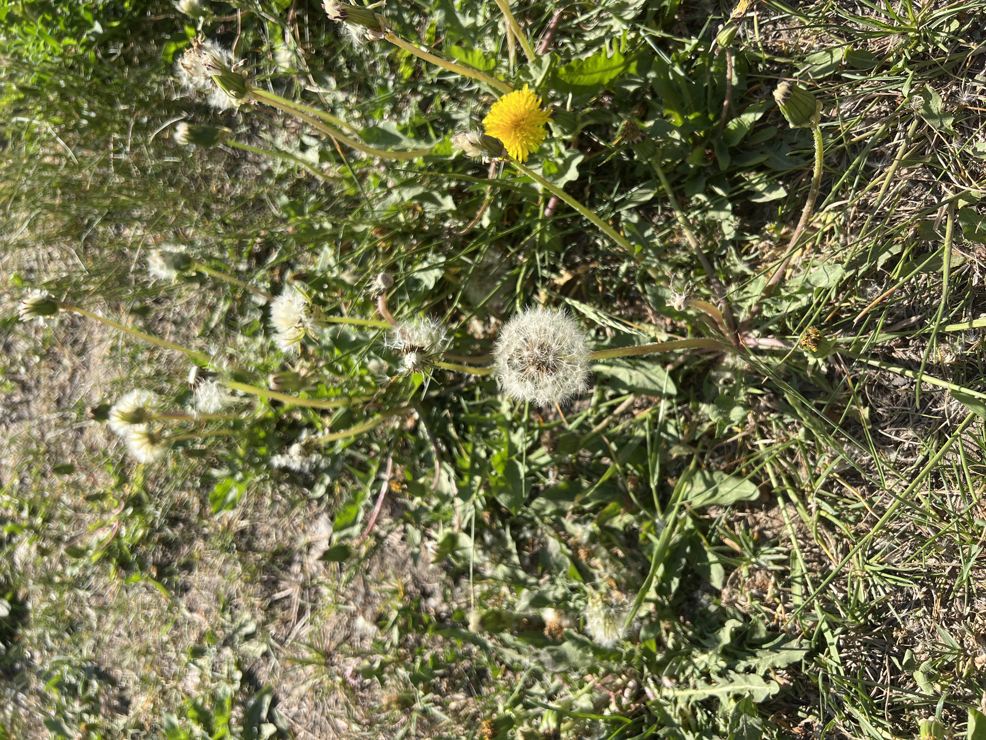 The image shows a patch of ground covered with dandelions in various stages of their life cycle. There is one bright yellow dandelion in bloom, several dandelions that have gone to seed with their characteristic white puffball appearance, and some spent flower heads. The ground is a mix of green grass and dry, brown earth. The location is Chaikovsky, Russia.