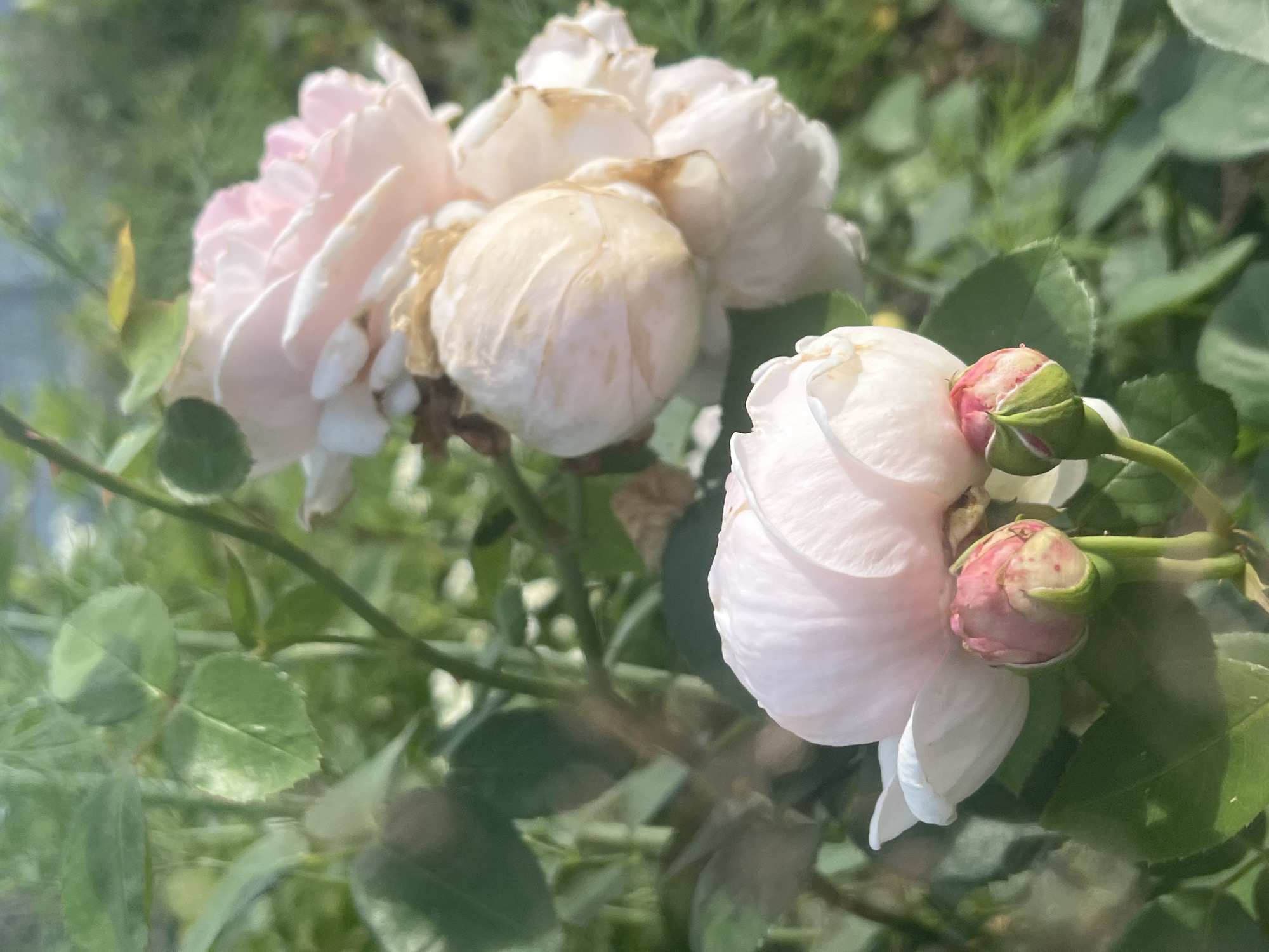 The image depicts a close-up of several light pink roses and rose buds blooming in an outdoor setting. The roses are in various stages of bloom, with some fully open and others still tightly closed. The foliage is green and lush, suggesting a garden or natural environment. Sunlight is filtering through the leaves, creating dappled light effects on the flowers and surrounding greenery. The background is a soft blur of green, indicating a shallow depth of field that keeps the focus on the roses. There are no people or animals visible in the image. The scene appears to be a peaceful and natural display of blooming roses. There is no discernible indication of its location within Chaikovsky, Russia, or any specific urban context.
