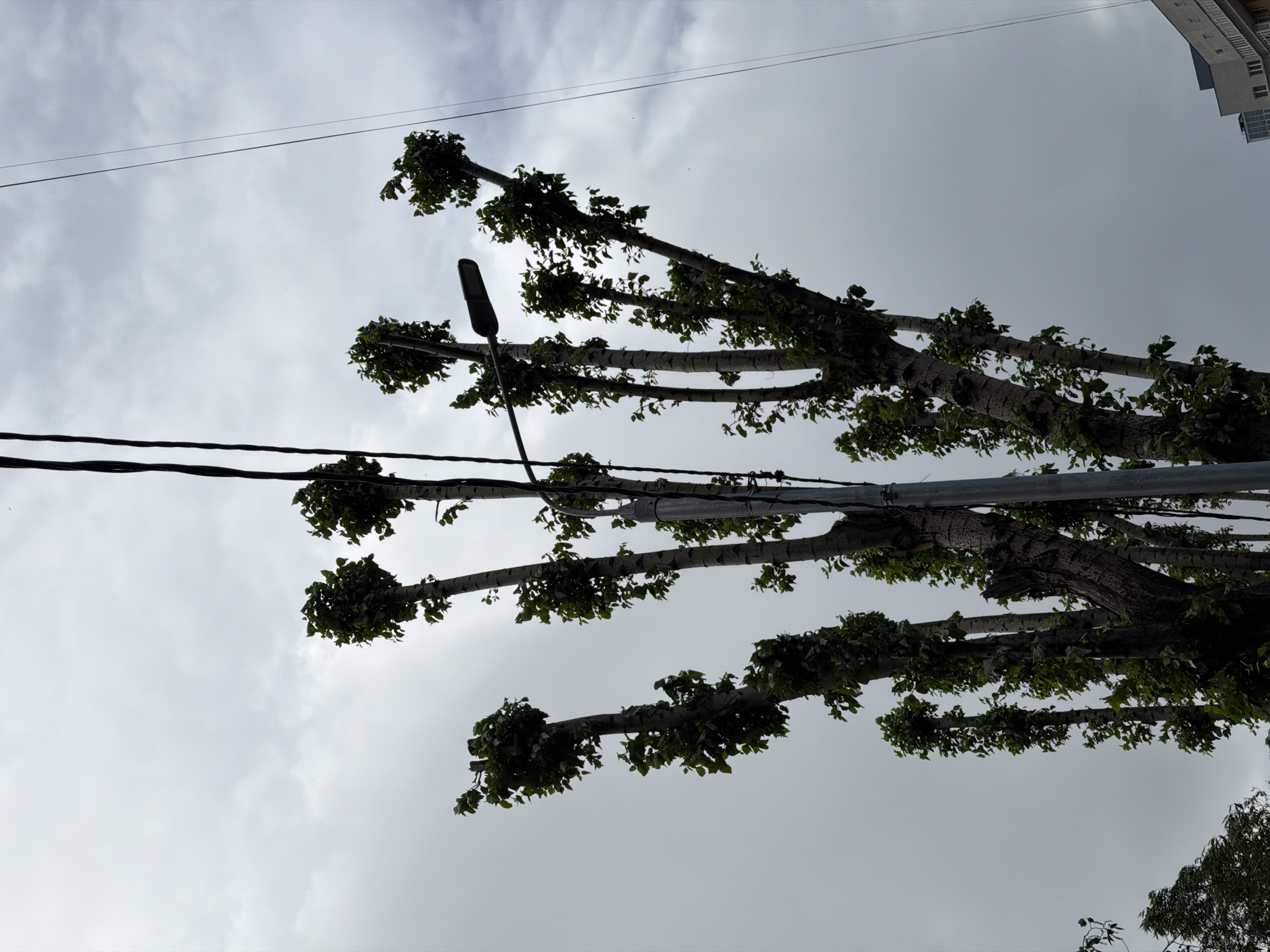 The image shows a low-angle view of trees with pruned branches, overhead electrical wires, and a street light against a cloudy sky. In the background, the top of a multi-story building is visible. The image was taken in the city of Moscow, Russia.