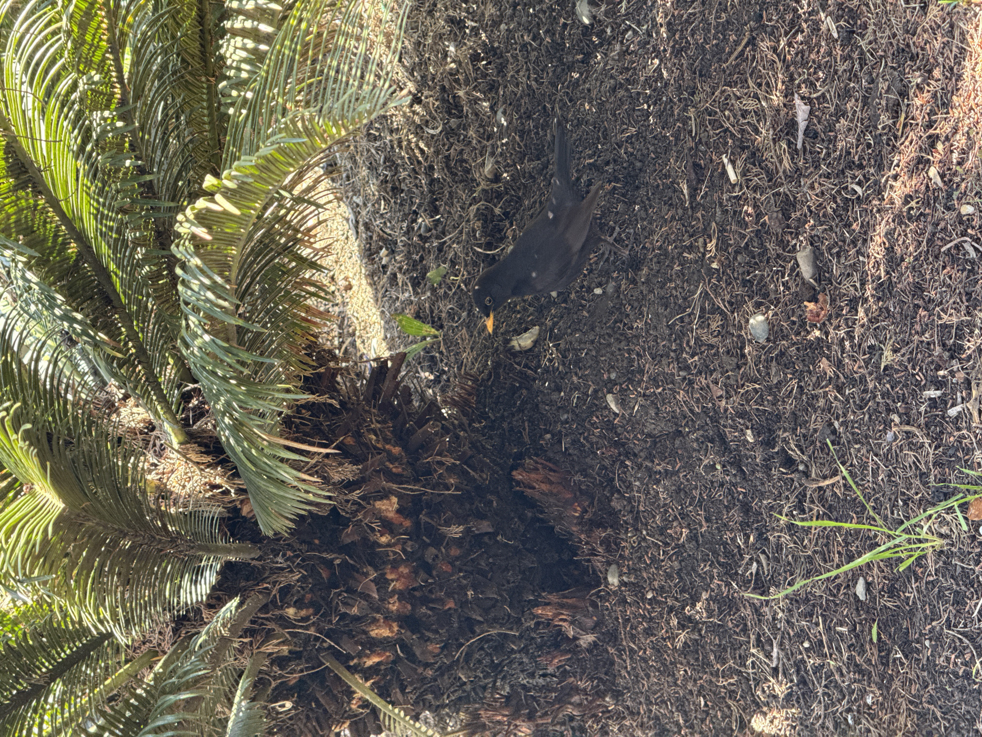 The image shows a blackbird foraging on the ground near a sago palm. The ground is covered with brown mulch and scattered vegetation. The location is not specified.