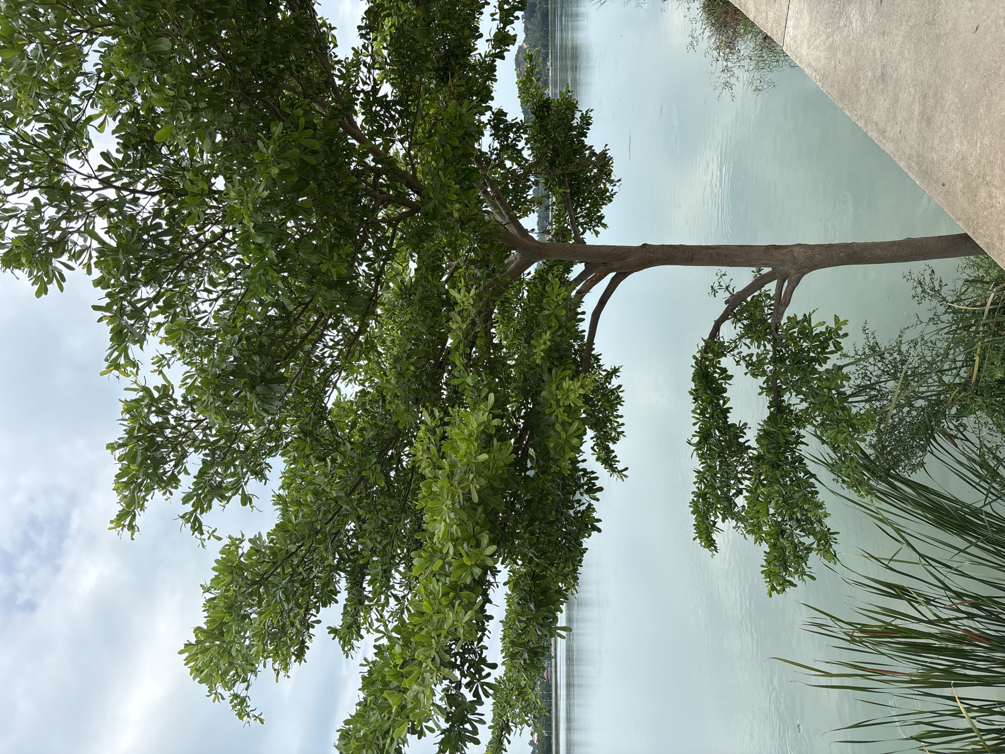 The image depicts a tree with dense green leaves near a body of water in Baan Chaweng, Thailand. The tree's trunk and branches extend horizontally towards the water. The water appears still and has a light, possibly cloudy reflection. The sky is overcast. There is some vegetation including tall grasses near the edge of the water. A concrete path runs along the right edge of the frame.