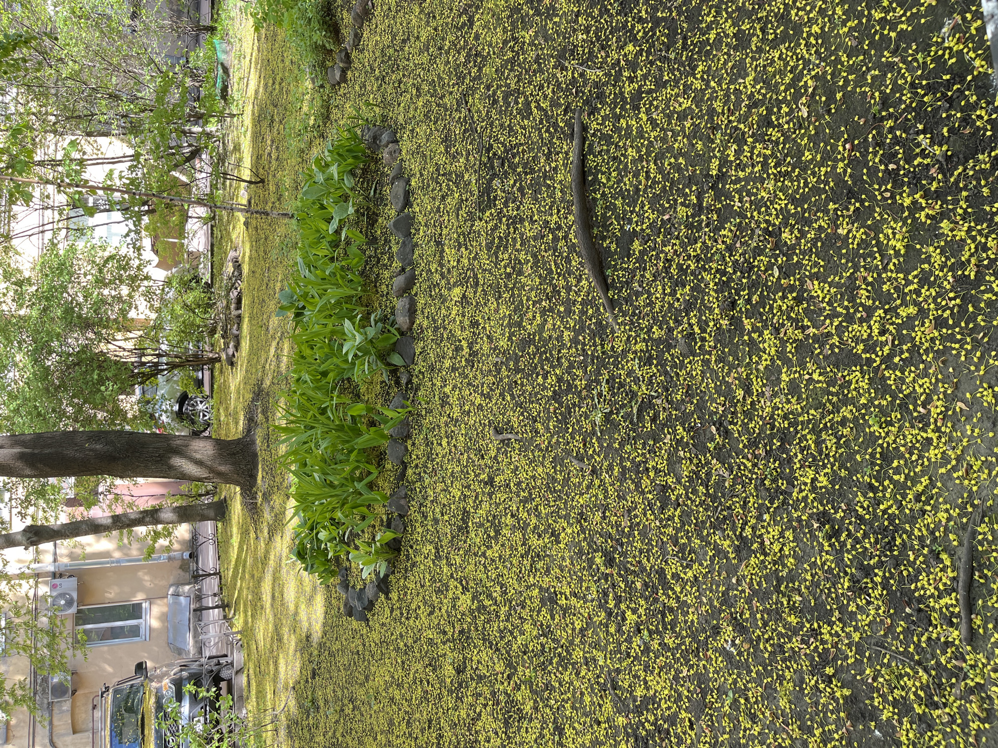 The image shows a park in Saint Petersburg, Russia. The ground is covered with a dense layer of small, yellow blossoms, likely from a linden tree. A line of green plants is bordered by stones along the edge. Trees stand at the edge of the park, partially obscuring a nearby building with a visible window and AC unit. A car is partially visible in the foreground. A piece of dead wood lies on the ground.