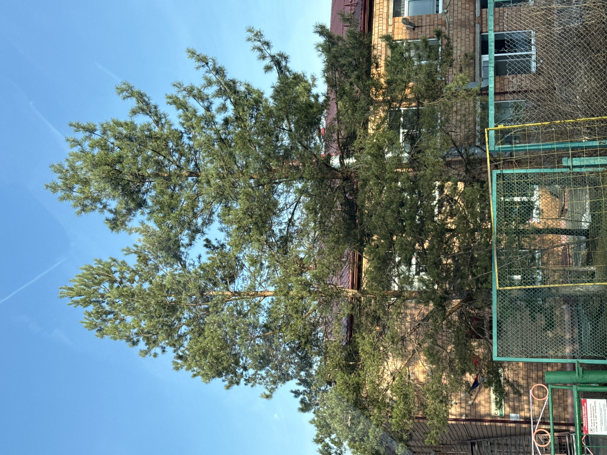The photograph shows a tall pine tree in front of a multi-story brick building. The building has multiple windows, some of which are broken. A green metal fence is visible to the right of the tree and building. The sky is blue. A small sign is visible at the bottom right of the image. Based on the signage in the image, the location is Izhevsk, Russia.