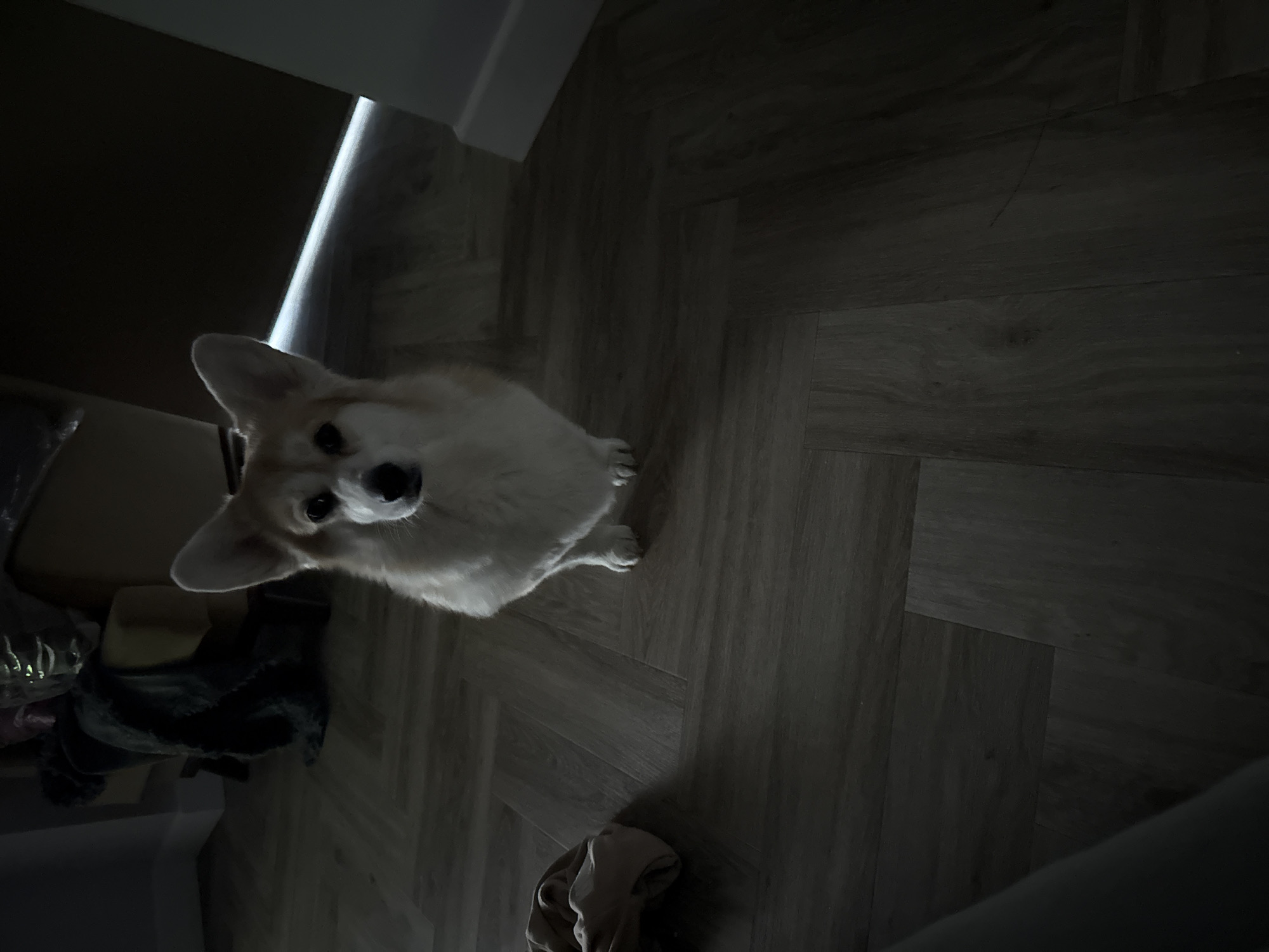 An indoor, top-down shot captures a light-colored Corgi dog looking directly up at the camera. The dog, positioned in the lower-middle of the frame, has attentive dark eyes and a black nose, contrasting with its cream and tan fur. It appears to be sitting or standing with its front paws not visible, conveying a sense of anticipation or curiosity.
The setting is a room with dark, possibly gray or brown, wooden flooring laid in a herringbone pattern. The room is dimly lit, with a significant portion of the image covered in shadow. A prominent, bright vertical stripe of light emanates from the upper left side of the frame, suggesting a light source like a partially open door or a narrow window opening. This strong light creates a high contrast against the dark surroundings.
In the shadowed background to the dog's left, indistinct dark objects, possibly bags or furniture, are visible. The overall mood is quiet and focused on the dog. There is no visible text in the image. The scene is likely taking place in the evening or night, given the reliance on a single, focused light source. The location context for this indoor scene is Krasnoyarsk, Russia.