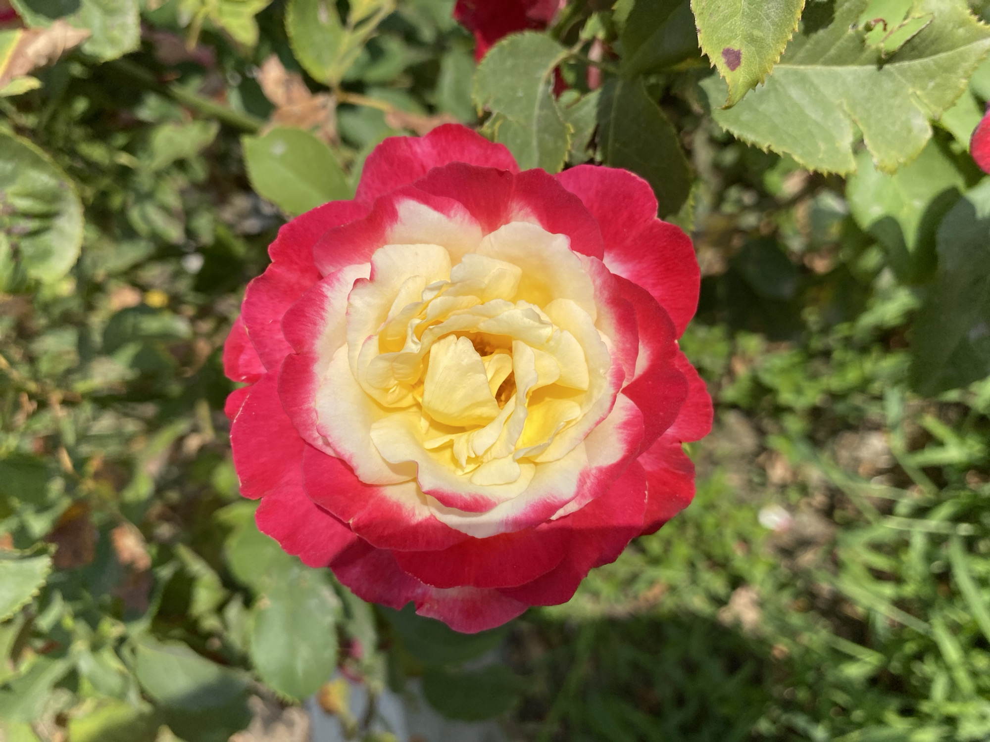 A close-up, overhead shot captures a two-toned rose in bloom. The outer petals are a vibrant crimson, fading into a creamy white towards the center, which is a sunny yellow. The rose is surrounded by blurred green foliage and hints of brown earth, suggesting an outdoor garden setting. The lighting indicates it is daytime, casting shadows and highlighting the rose's delicate texture. The image does not provide any specific details to determine the location within Ventsy, Russia, as it is a close-up of a flower in a natural environment.