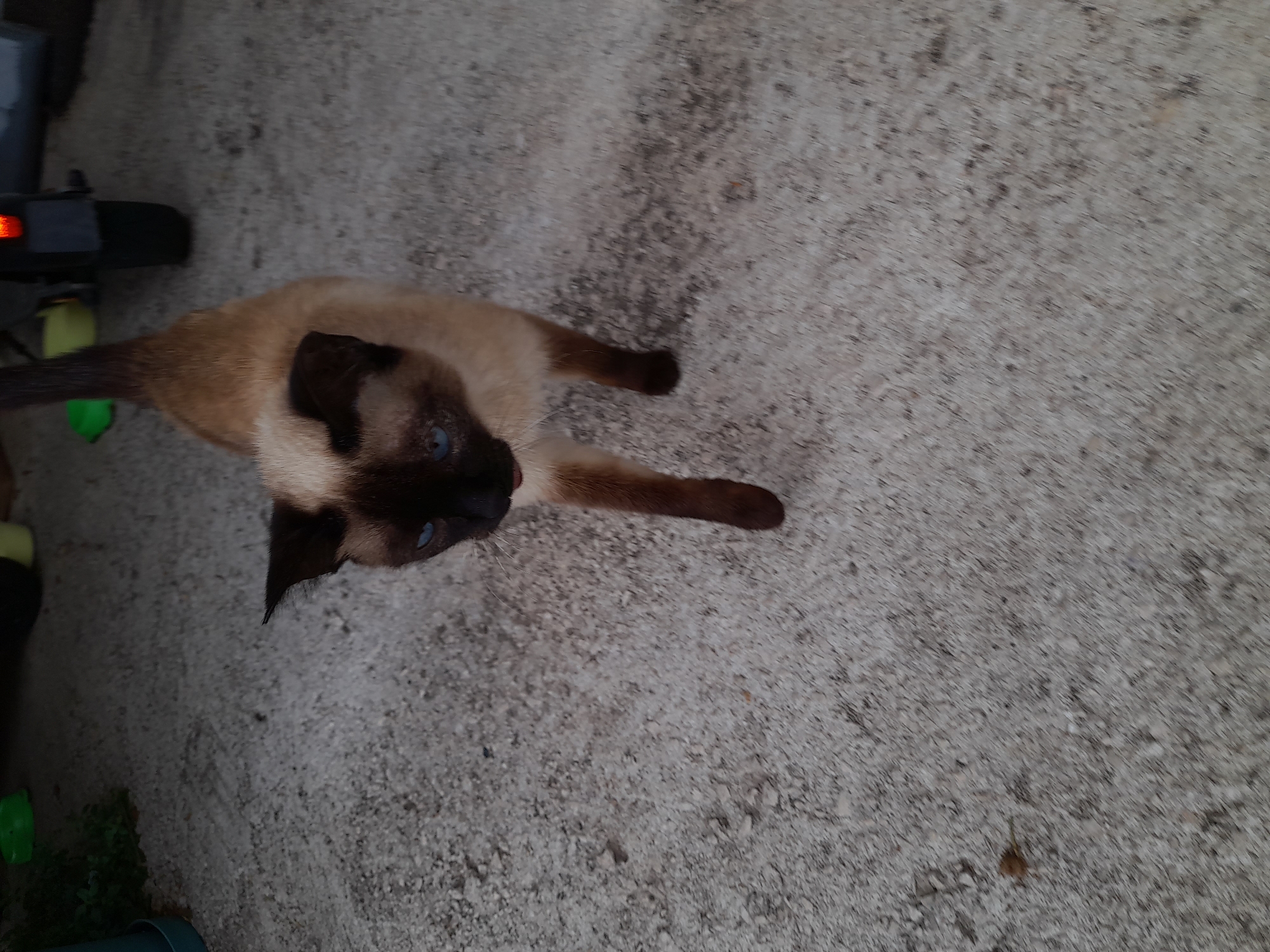 A tan and dark brown Siamese cat with blue eyes is lying on a light gray concrete surface. The cat is oriented diagonally in the frame, with its head near the left edge and its body extending towards the center. A portion of a black vehicle and green objects are visible in the upper left corner of the image. The background is primarily the concrete surface. The image's location is Dobrota, Montenegro.