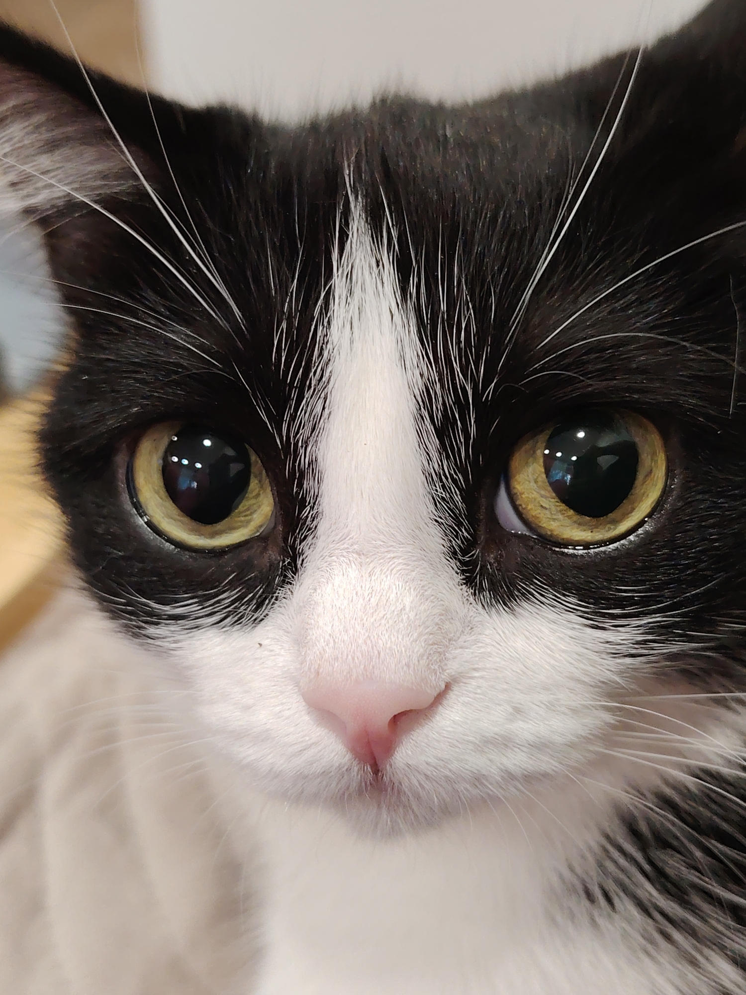 A close-up photograph features the face of a black and white cat. The cat has large, yellowish-green eyes with distinct reflections visible in the pupils. Its fur is primarily black on the upper part of its head and around the eyes, transitioning to white on the lower part of its face, nose, and mouth area. The nose is pink. White whiskers are visible against the black fur. The background is out of focus. The location is Unknown, Unknown.