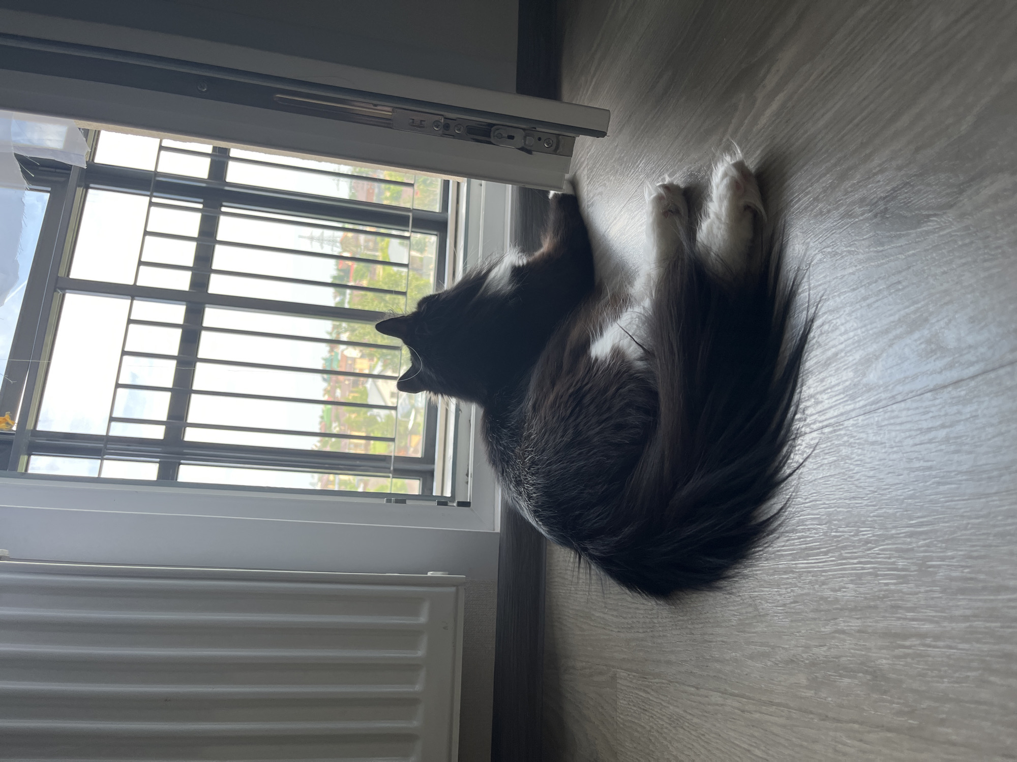 A long-haired, black and white cat is lying on a light wooden floor, facing away from the camera and towards a large window with metal bars. The window overlooks a city scene with buildings and trees. To the left of the window is a white radiator. The cat's tail is fanned out behind it, and its white paws are visible. The scene appears to be indoors, likely in an apartment or building with a view of an urban environment. The lighting suggests it is daytime. There is no indication of the specific location in Kazan, Russia, other than what can be inferred from the urban landscape visible through the window.