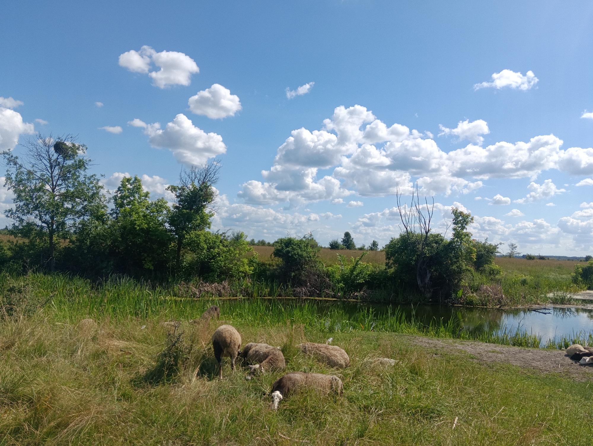 A flock of sheep are grazing in a grassy field on a sunny day. The sheep are of various colors, including brown and white. They are scattered throughout the field, with some lying down and others standing. The field is lush and green, with tall grass and wildflowers. In the background, there is a body of water, likely a pond or lake, surrounded by reeds and trees. The sky is blue with fluffy white clouds. The overall scene is peaceful and idyllic, suggesting a rural or agricultural setting. The time of day appears to be midday, given the bright sunlight and clear sky. There are no people visible in the image, nor any text.