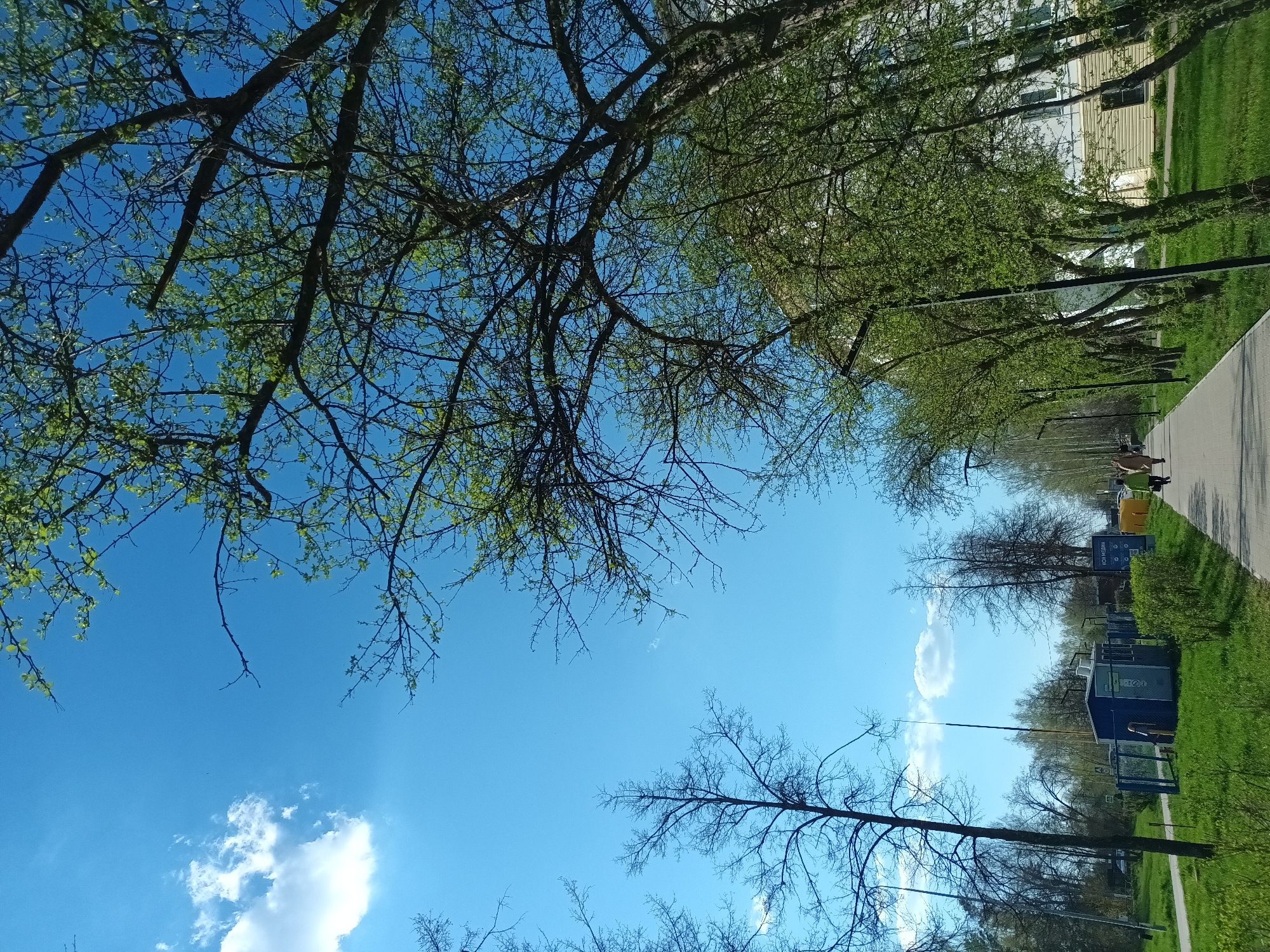 An eye-level, slightly tilted shot of a street in Chaikovsky, Russia, on a sunny day. The blue sky with scattered clouds is visible between the branches of trees, some of which have fresh green leaves. A paved path stretches along the right side of the image, with a few people walking in the distance. Adjacent to the path is a green grassy area with some shrubs. Beyond the grassy area, there are several small blue structures and some bare trees. A building with a beige facade is visible further down the street. Lampposts line the street.
