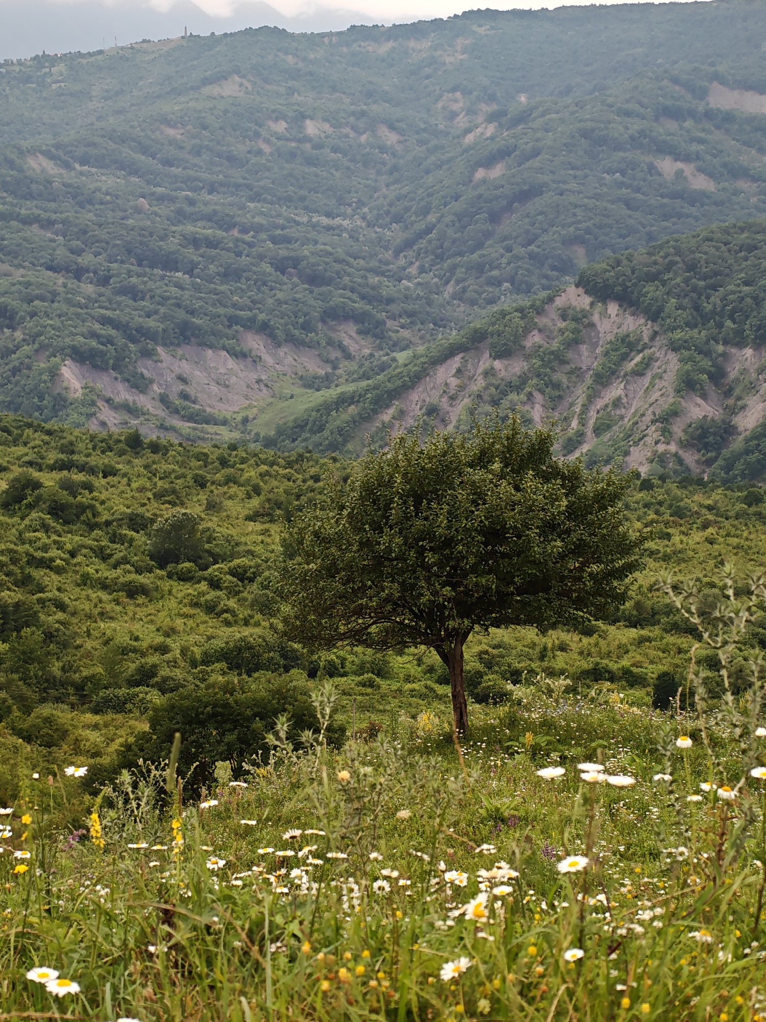 The image depicts a natural landscape with rolling hills covered in dense green vegetation. In the foreground, a field of wildflowers, predominantly white daisies and some yellow blossoms, carpets the ground. A single, mature tree with a full canopy stands centrally in the mid-ground, its dark trunk contrasting with the surrounding greenery. Behind the tree, the landscape rises into a series of steep hills and valleys, heavily forested with trees of various shades of green. The upper slopes of the distant hills show patches of lighter, exposed earth, suggesting erosion or rock formations. The sky is overcast with a hazy, diffused light, contributing to the muted color palette of the scene. There are no people or man-made structures visible in the immediate landscape, although a faint, distant structure resembling a tower or monument is discernible on the crest of the furthest hill. The overall impression is one of a serene, natural environment. The specific location within Эникали, Russia, is not determinable from the image alone.