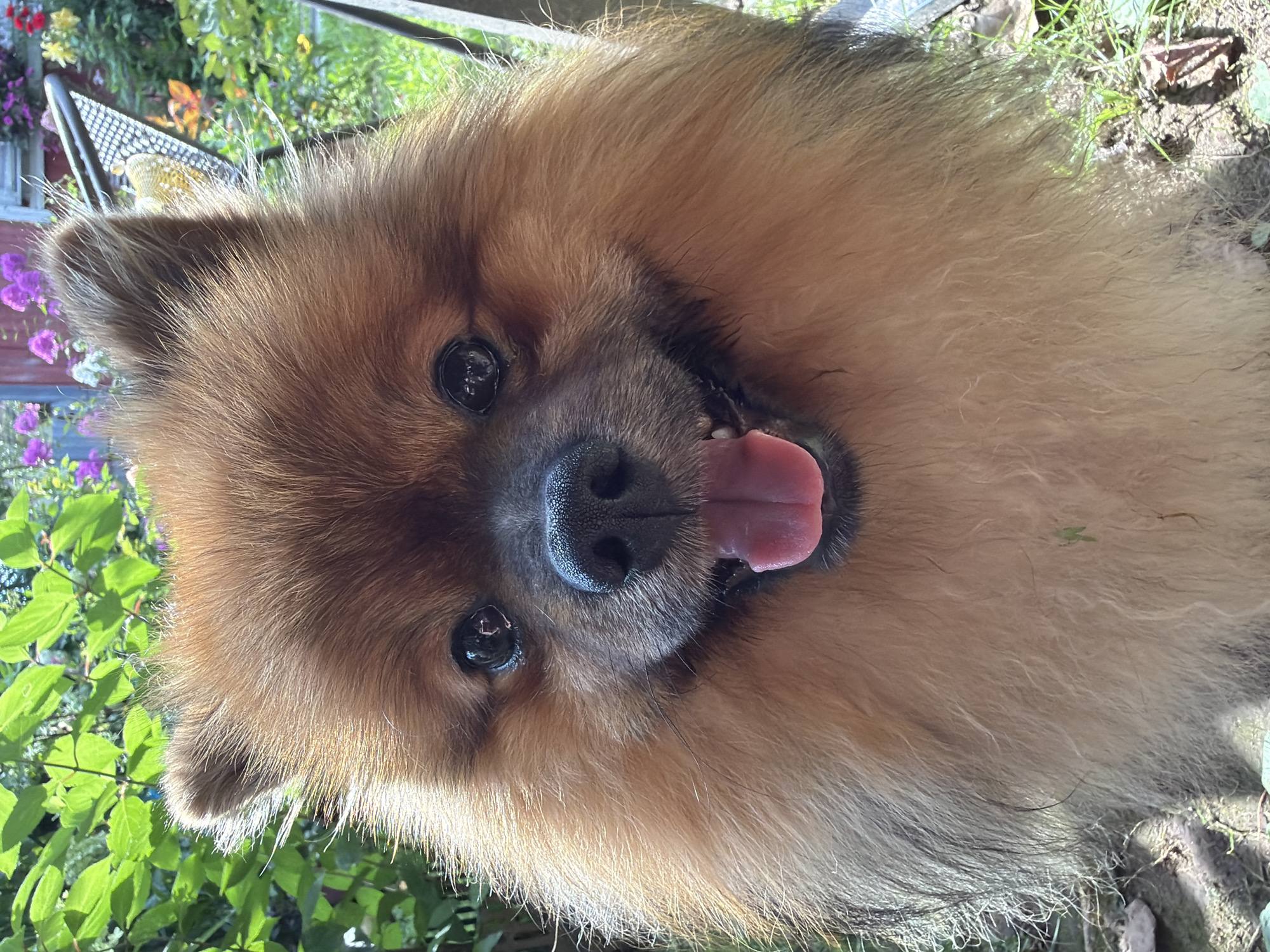 A close-up, eye-level, outdoor, full-frame portrait shows a fluffy, tan Pomeranian dog. The dog is facing the camera directly, with its mouth open, pink tongue visible, and a happy expression. The background consists of lush green foliage, with some pink and yellow flowers, and a blurred wooden structure, suggesting a garden setting. The ground is covered with soil, dry leaves, and green grass. The lighting is bright and natural, indicating it is daytime. There is no indication of the city of Маяк Снт (дарна), Russia, in the image.
