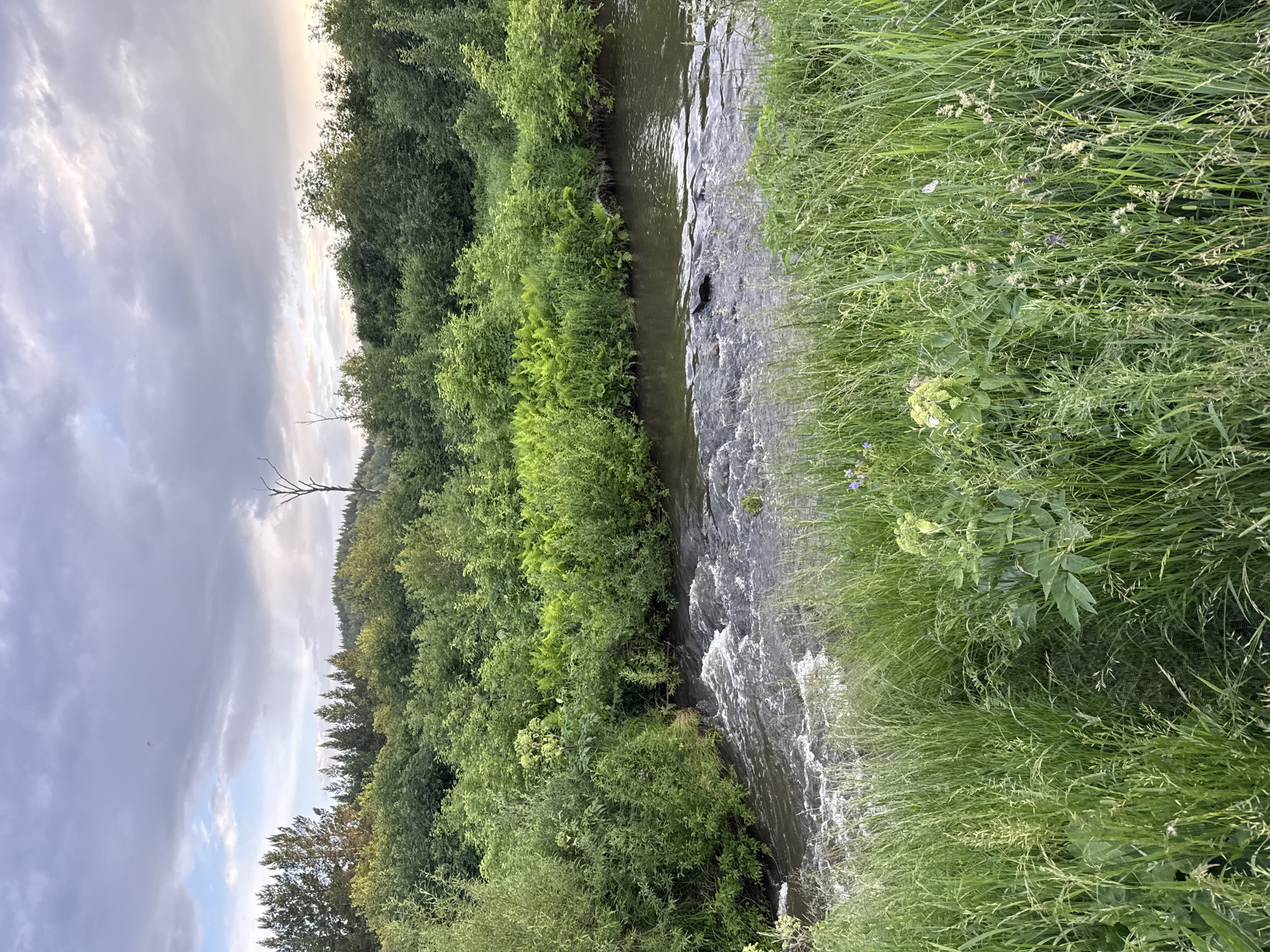 The image depicts a natural scene of a river flowing through lush greenery. The river has a rocky bottom, creating small rapids in the foreground. The banks are densely covered with various types of vegetation, including tall grasses, ferns, and bushes. In the background, a line of trees forms a natural boundary, with some taller conifers and deciduous trees visible. The sky is overcast with dramatic clouds, suggesting either approaching rain or the aftermath of a storm. The lighting is soft and diffused, characteristic of twilight or a heavily clouded day. There are no people or animals visible in the scene, and no man-made structures are apparent. The environment appears wild and untamed, with a strong emphasis on the abundance of plant life and the natural flow of water. The location is identified as Syrostan, Russia, indicating a natural landscape within that region.