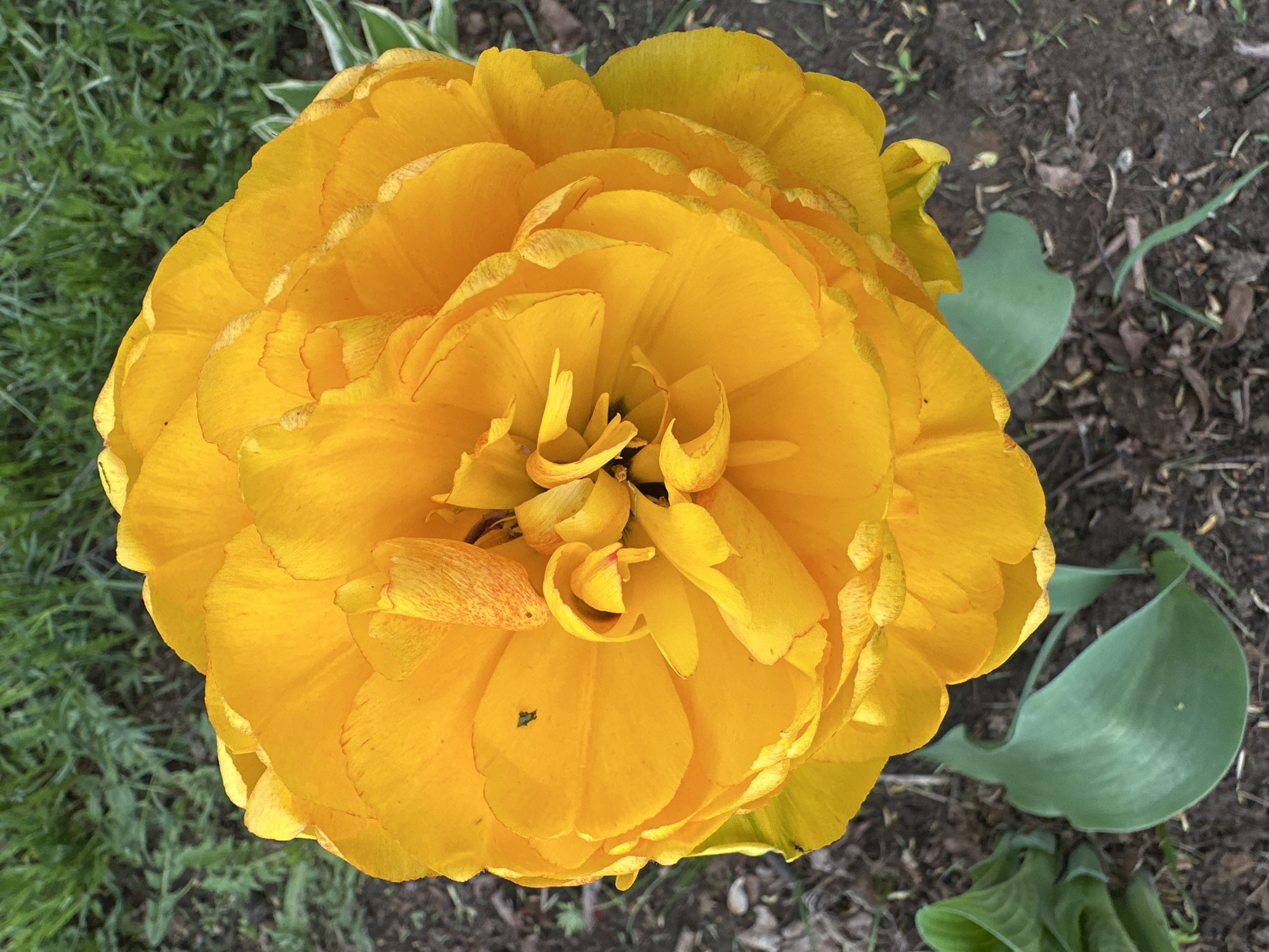 The image shows a fully bloomed, bright yellow flower, possibly a double tulip or a peony, from a top-down perspective. The flower is surrounded by greenery and patches of bare soil with sparse vegetation. The location is indicated as Chaikovsky, Russia, though this cannot be visually verified from the image alone. The scene depicts a flower in an outdoor setting.