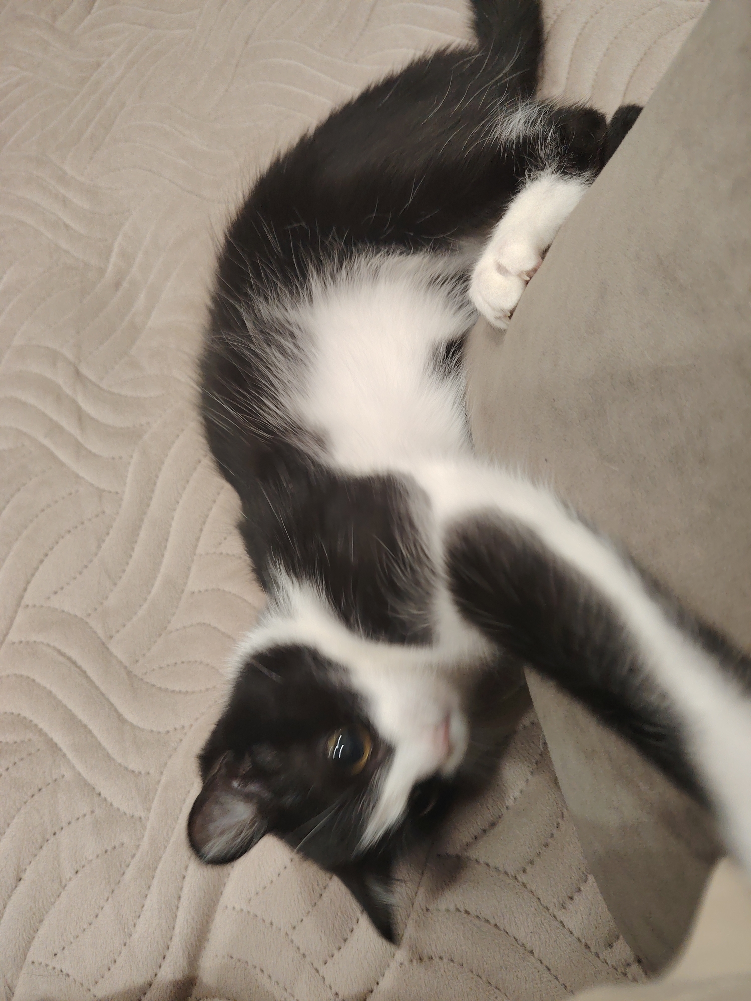 A black and white cat is lying on a beige quilted surface. The cat is partially draped over a gray pillow or cushion. The cat's fur is primarily black, with white on its chest, paws, and face. One paw is grasping the pillow. The cat's face is turned towards the viewer, and one eye is visible. The location is not specified.