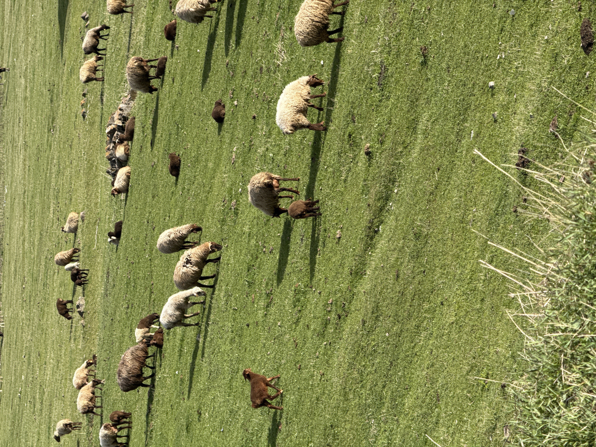 The image depicts a grassy hillside in Margahovit, Armenia, populated with a flock of sheep of varying colors (white, brown, black). Some are standing, some are grazing, and some appear to be lambs. The ground cover is predominantly green grass with scattered patches of exposed earth. A clump of tall grass and weeds is visible in the foreground on the right side of the frame.