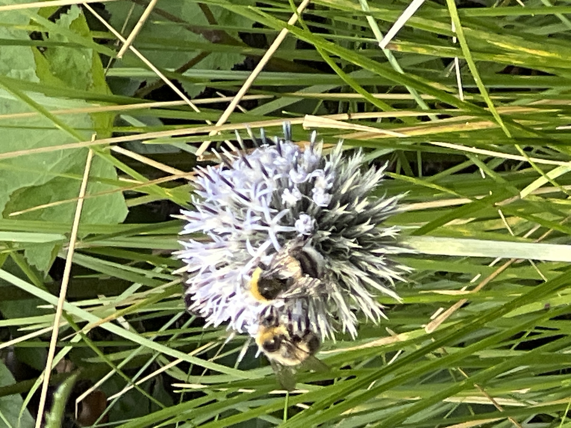 In a natural outdoor setting, likely a meadow or garden, two bumblebees are actively engaged on a thistle-like flower. The flower is spherical with spiky petals in shades of white and light purple, and is surrounded by tall green grass and some dried stalks. The bumblebees are a dark brown and yellow, with fuzzy bodies. One bee is positioned on the left side of the flower, facing towards the right, and the other bee is on the right side, facing left. The background is a blur of green foliage and blades of grass, suggesting a shallow depth of field. The lighting appears to be natural daylight, creating soft shadows.